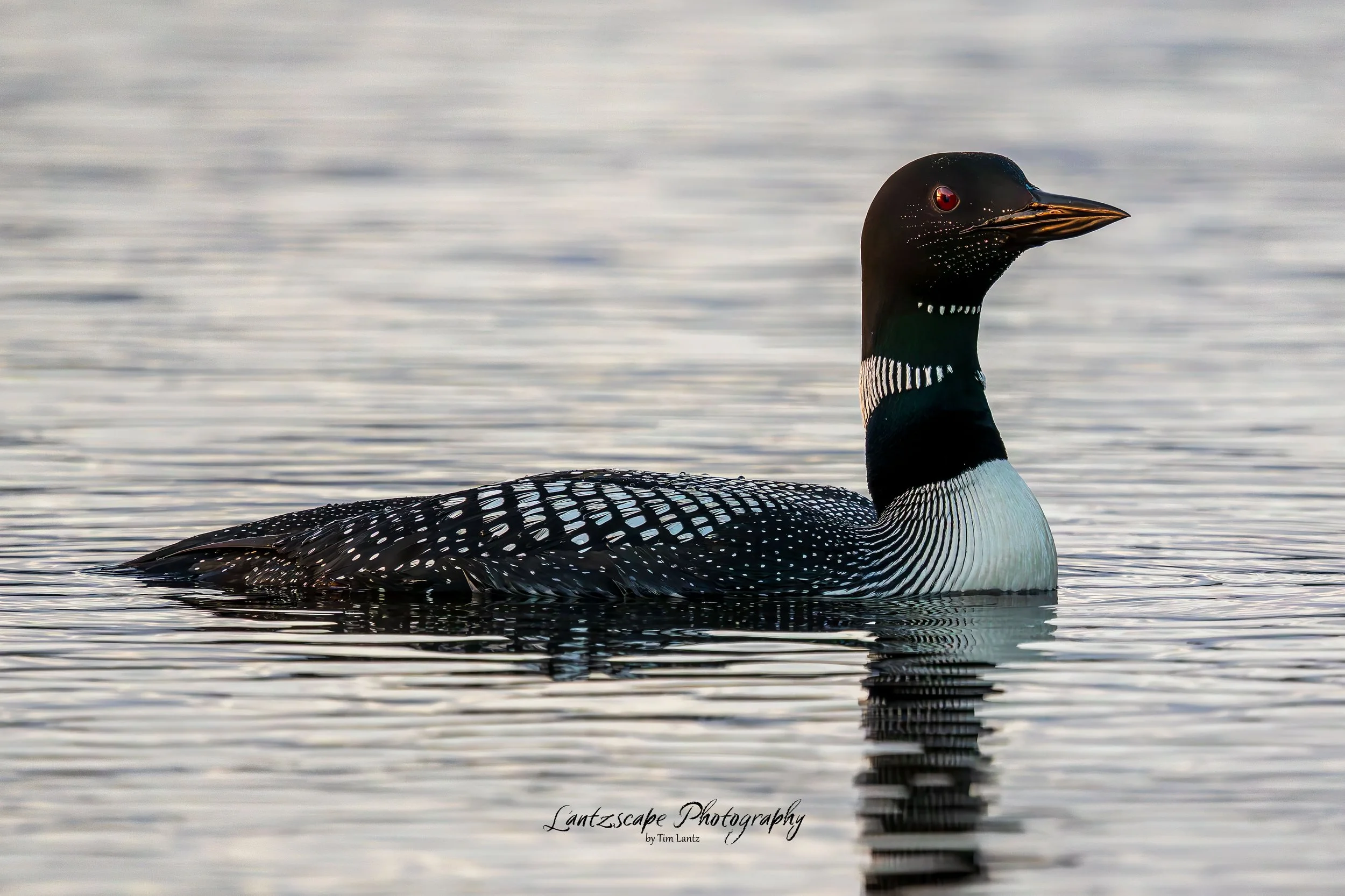 A close-up photograph of a common loon with water dropplets on it's face, swimming in a body of water.