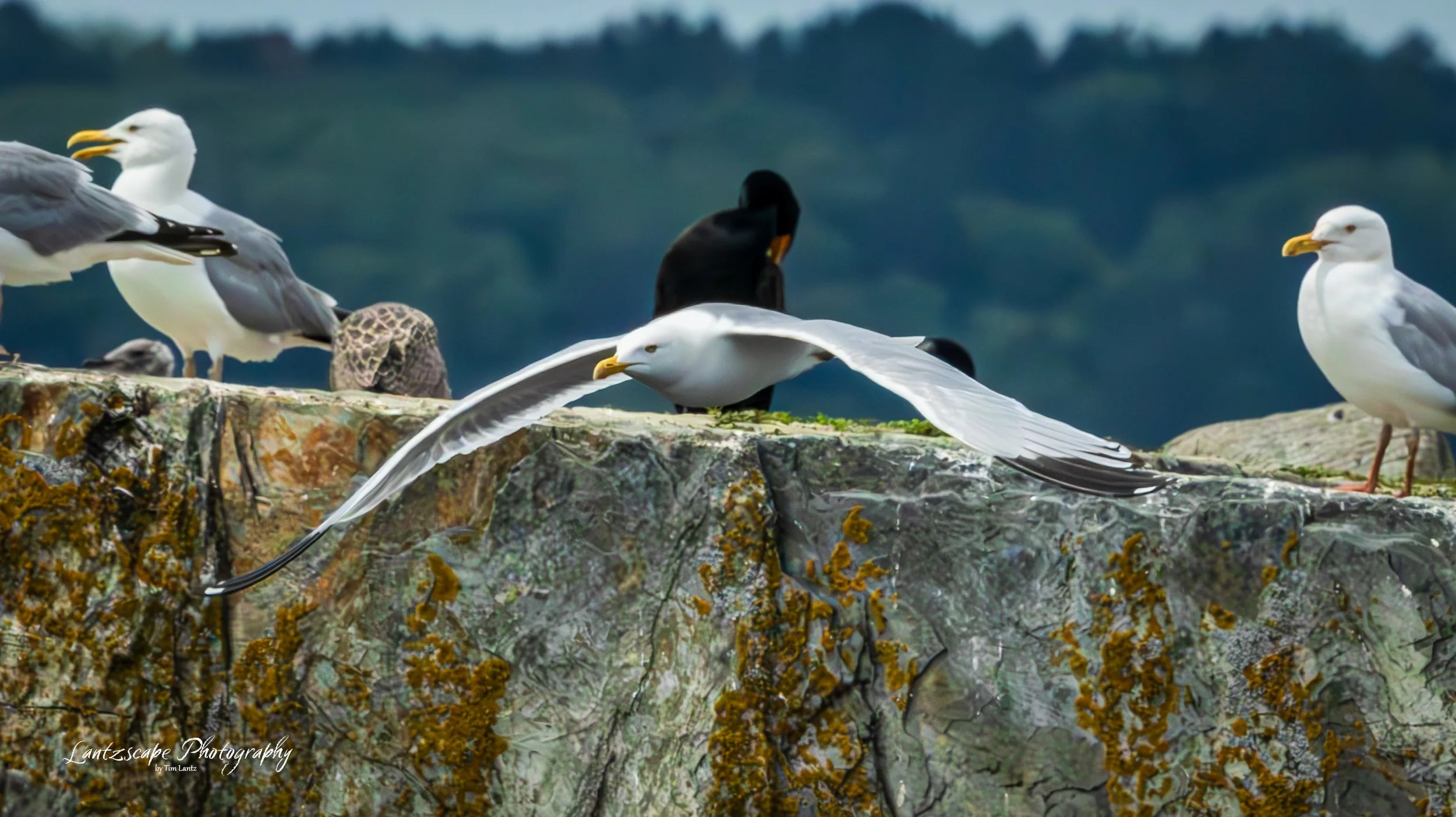 Seagulls and a black bird perched on rocks with a blurry background of trees.