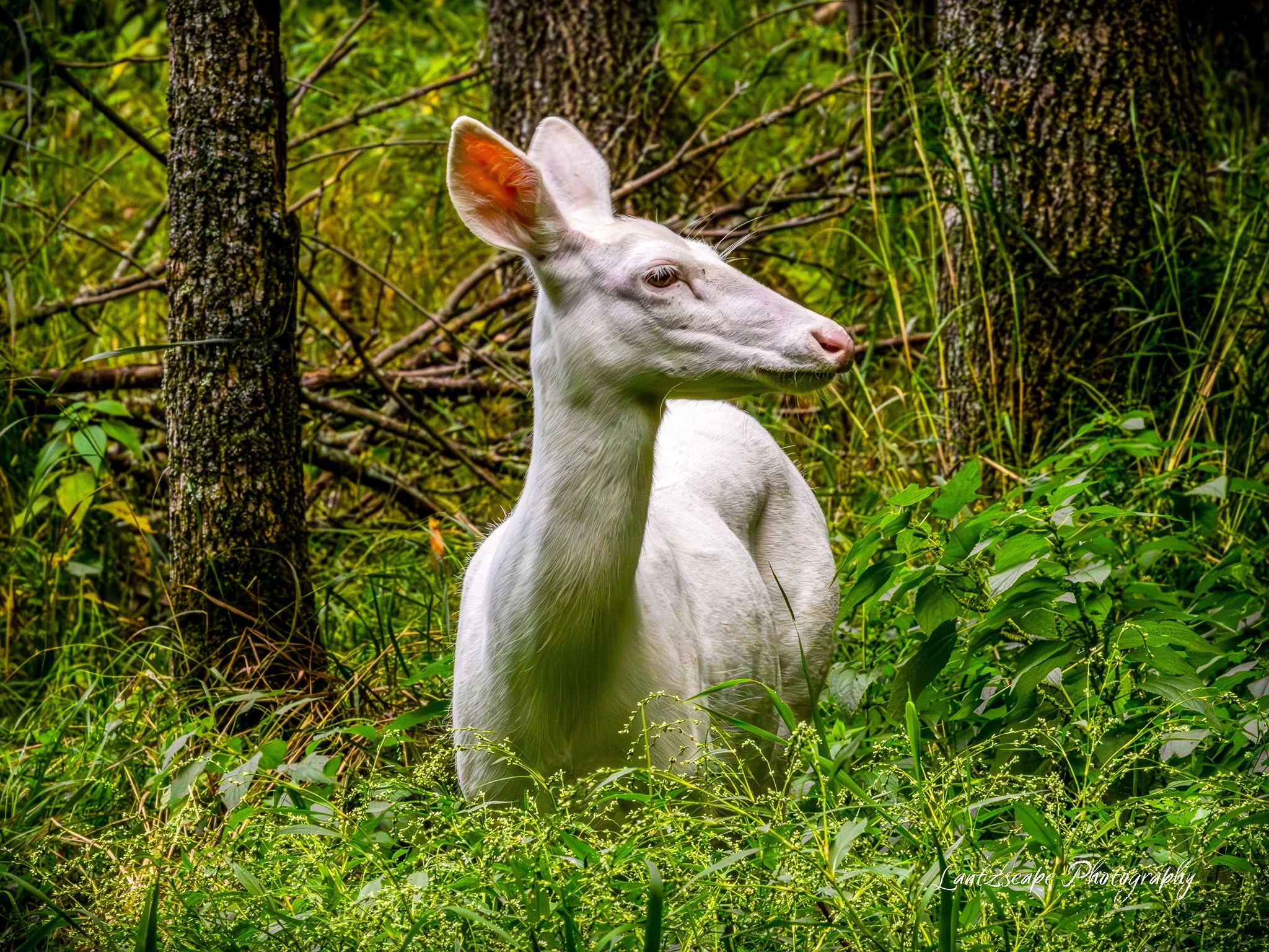 A white deer sitting in lush green forest with trees and tall grass.