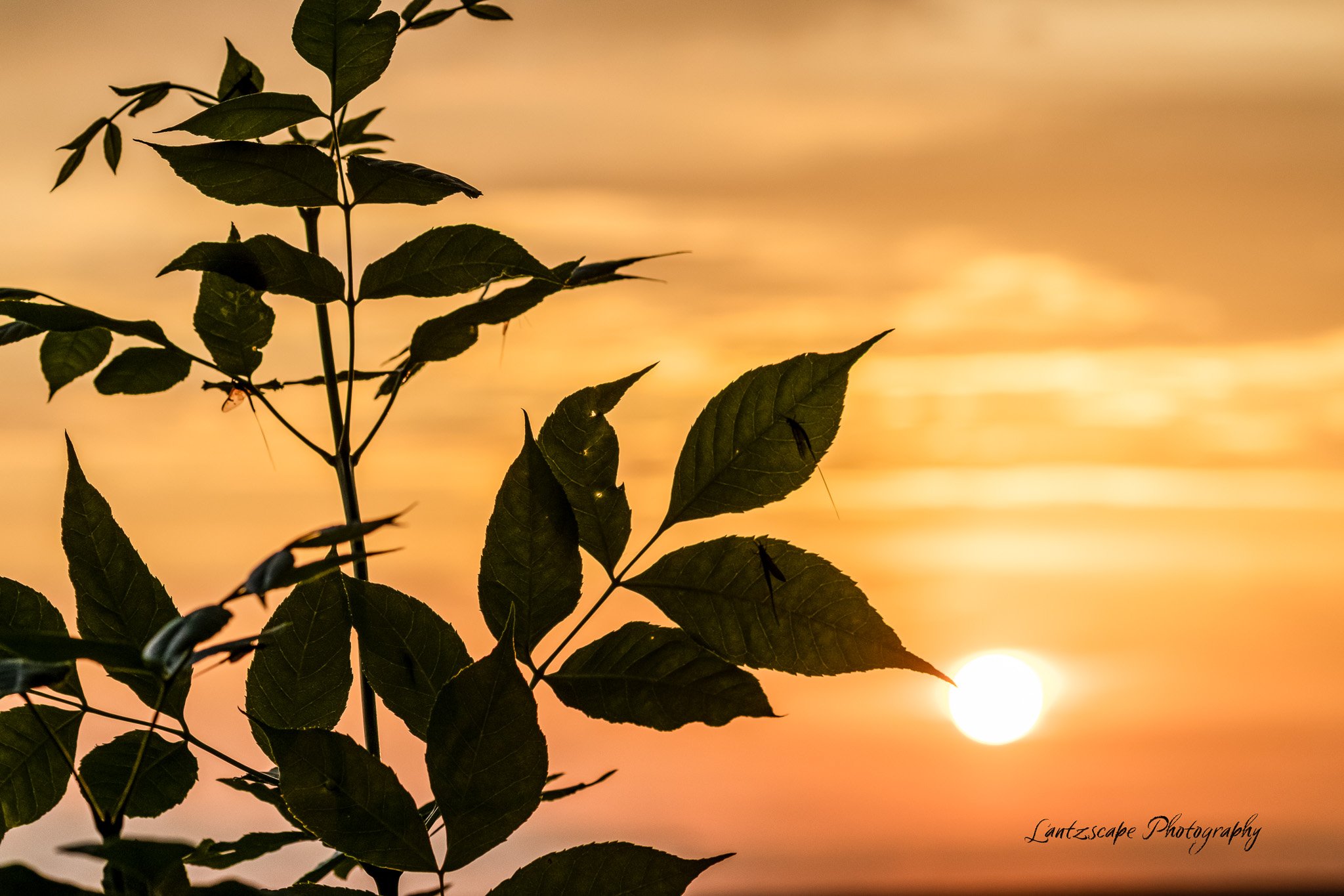 Silhouette of green leaves against a sunset sky with a glowing sun on the horizon.