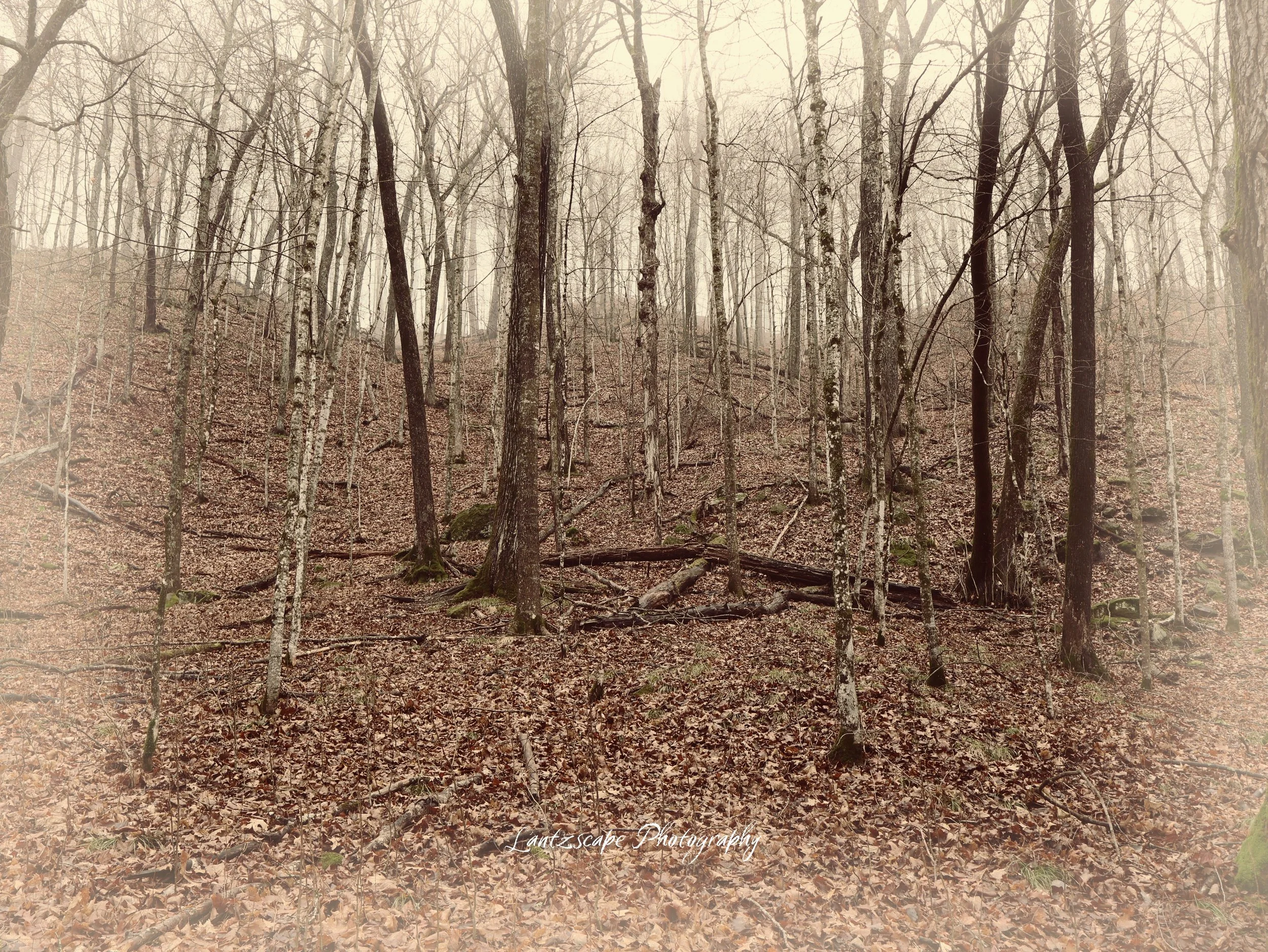 A foggy forest with numerous tall, leafless trees and a ground covered in fallen leaves.