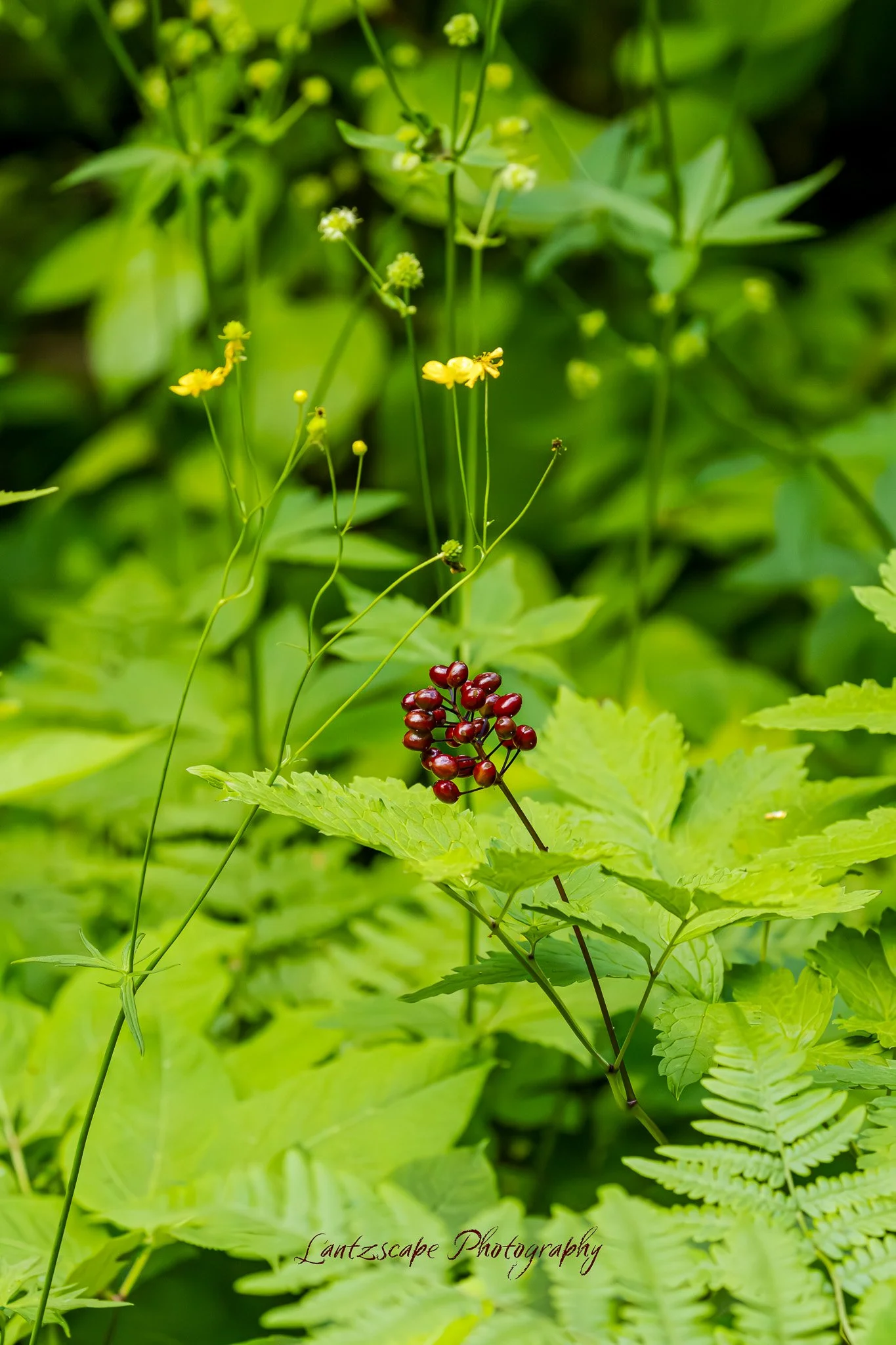 Close-up of green leafy plants with small yellow flowers and a cluster of red berries. The background is filled with lush green foliage.