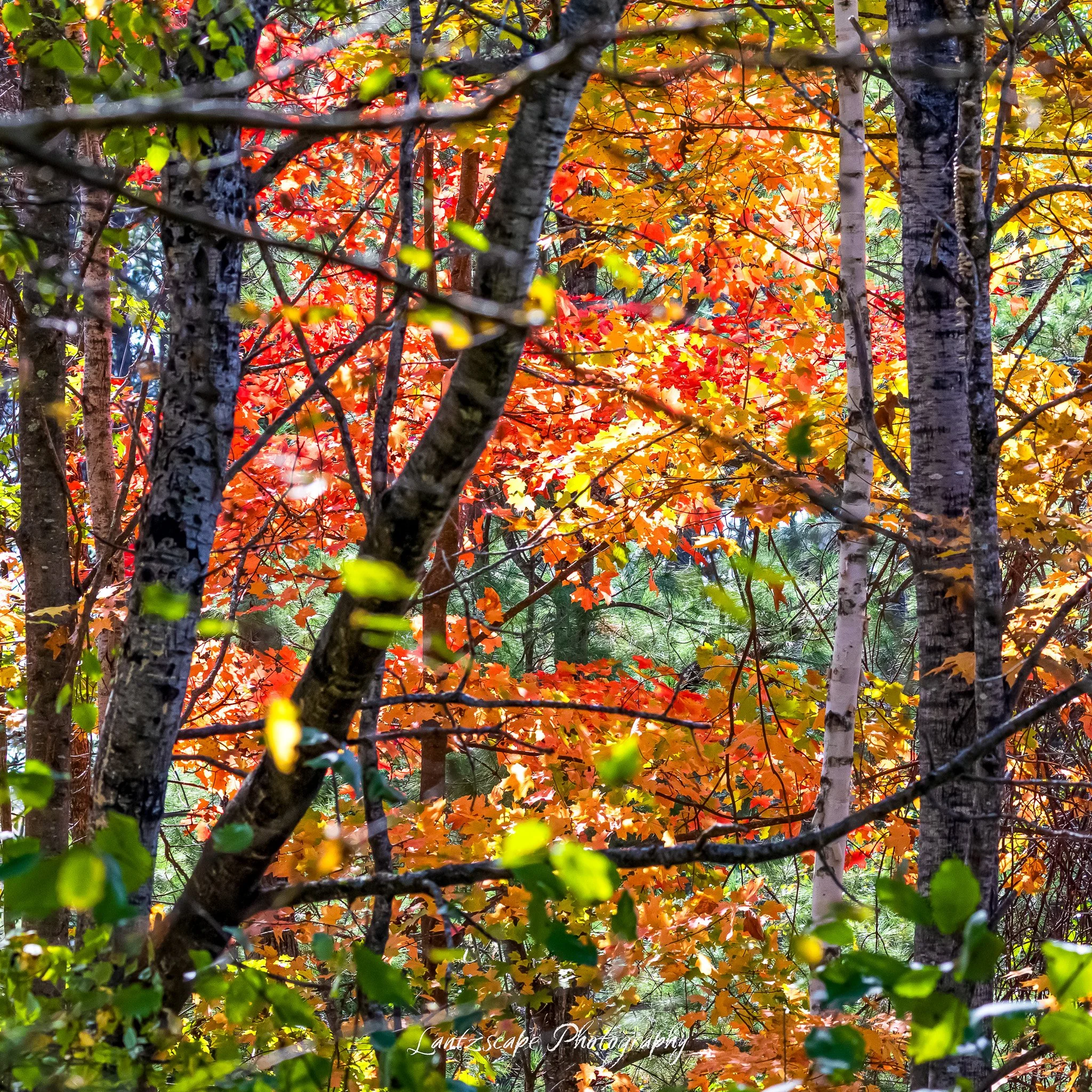 Colorful autumn leaves on trees with shades of red, orange, yellow, and green, set in a forest