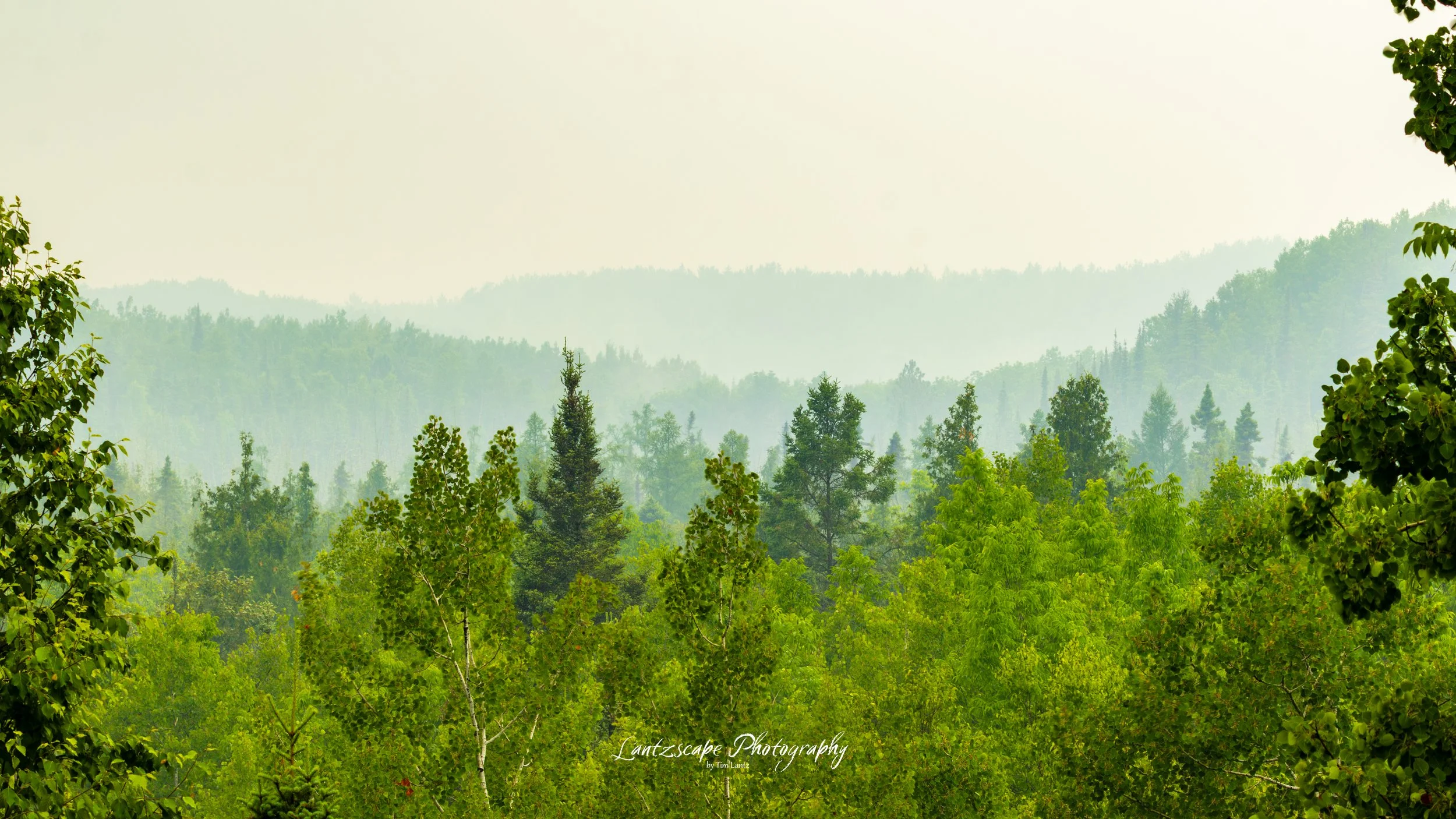 A lush green forest with a variety of trees and a misty background of distant mountain ridges.