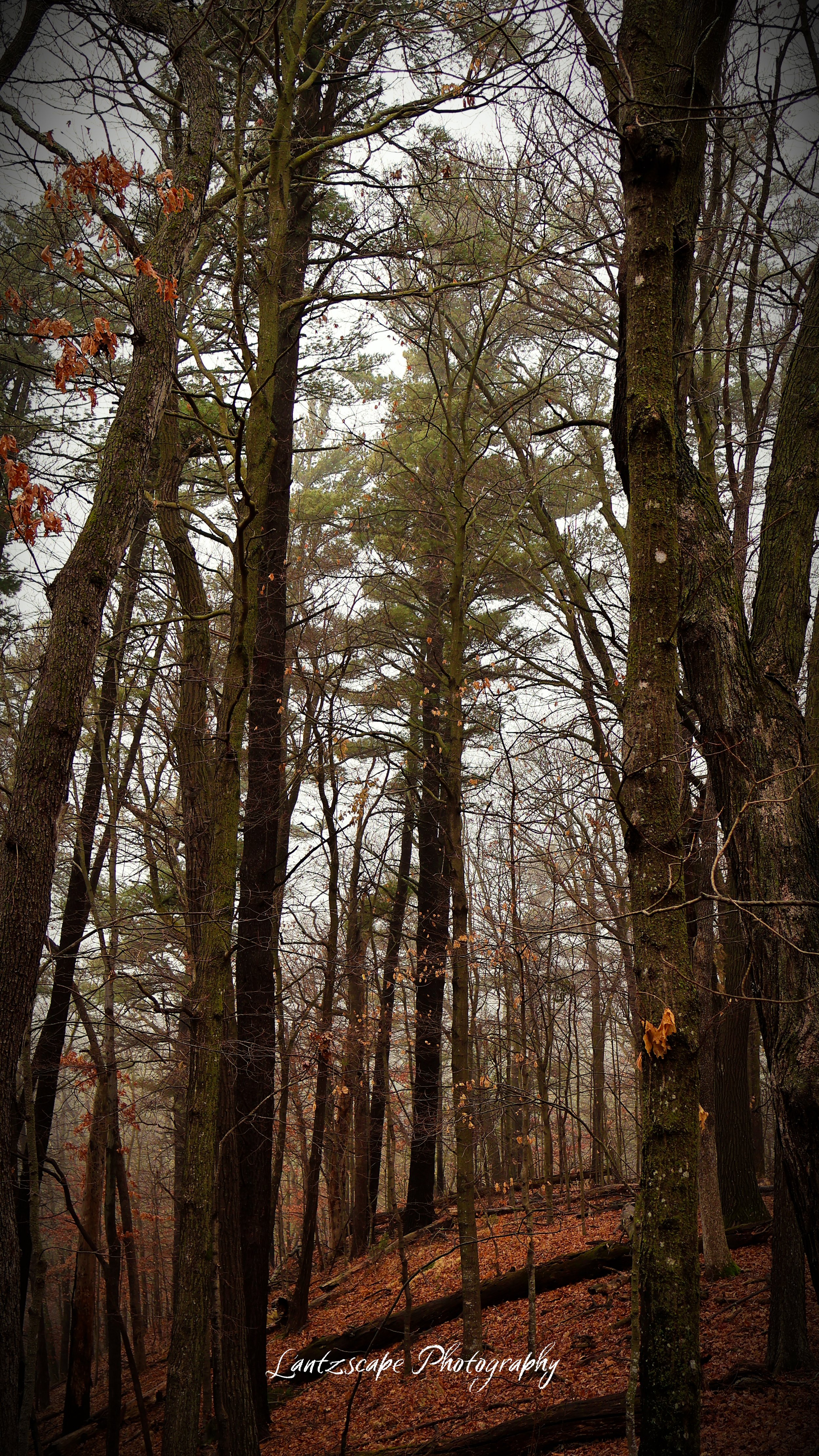 A dense forest with tall, leafless trees on a foggy day, with fallen leaves covering the ground.
