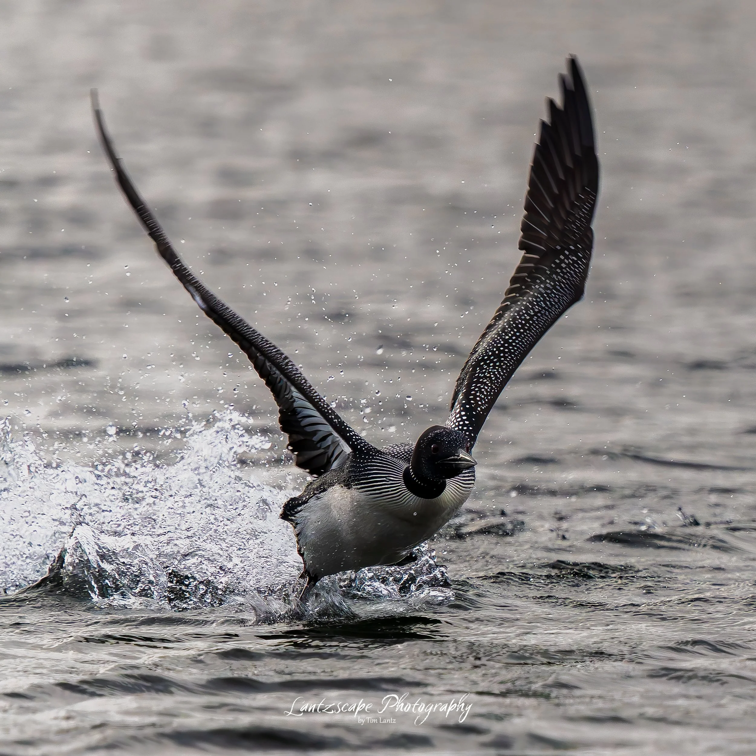 Close-up of a loon taking off from water with wings extended, water splashing around, background of water surface.