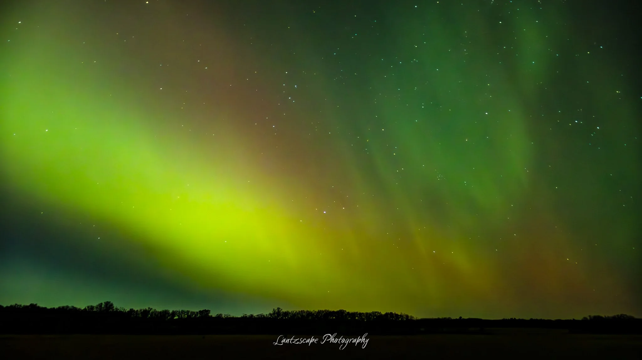 Northern lights glowing green and yellow across a night sky filled with stars over a silhouetted tree line.