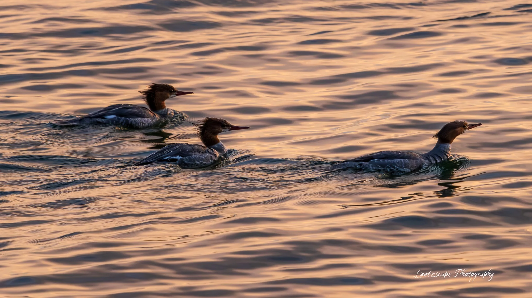 Three ducks swimming on a body of water during sunset or sunrise, with pinkish-orange hues reflected on the water's surface.