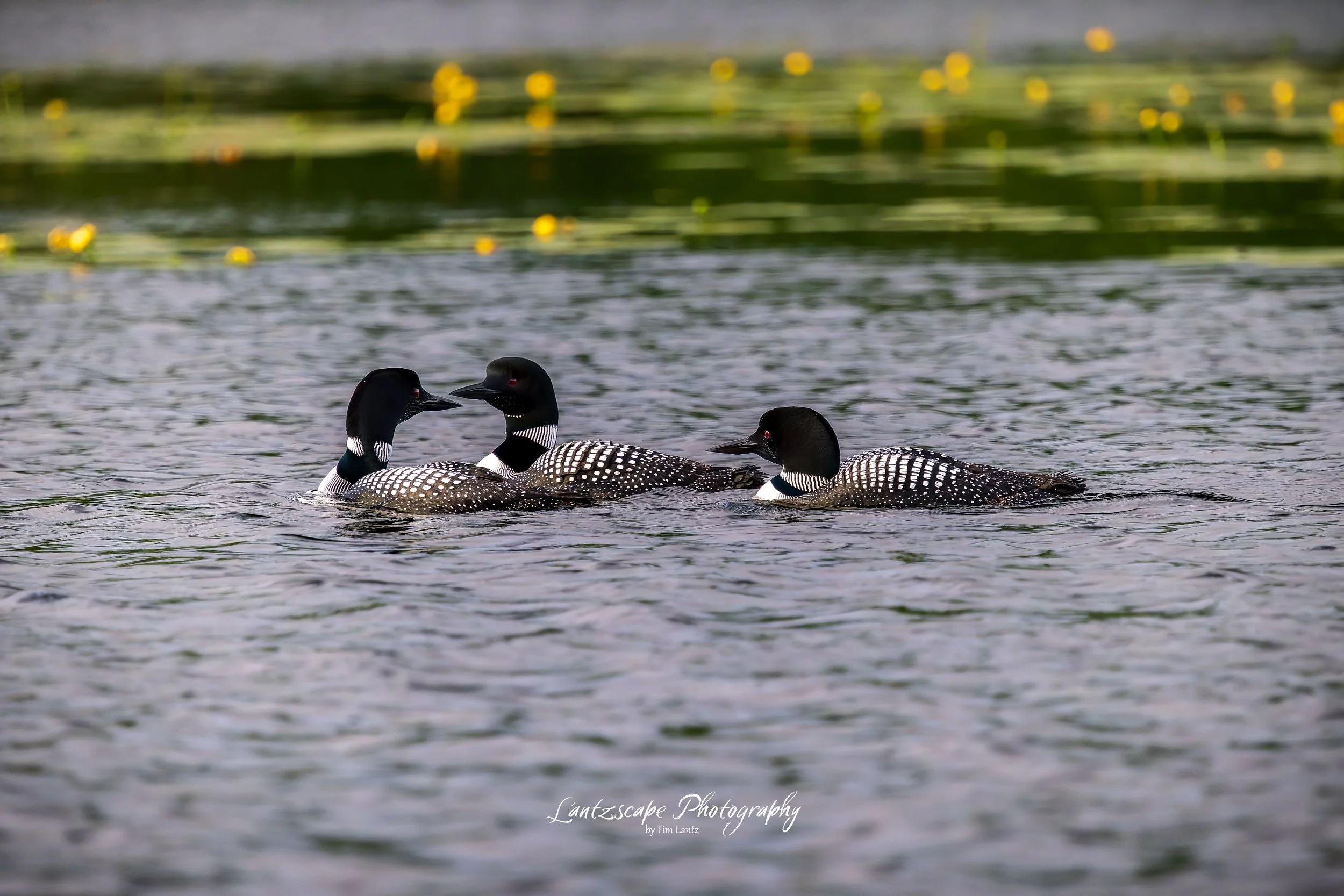 Three common loons swimming on a calm body of water with green lily pads and yellow flowers floating in the background.