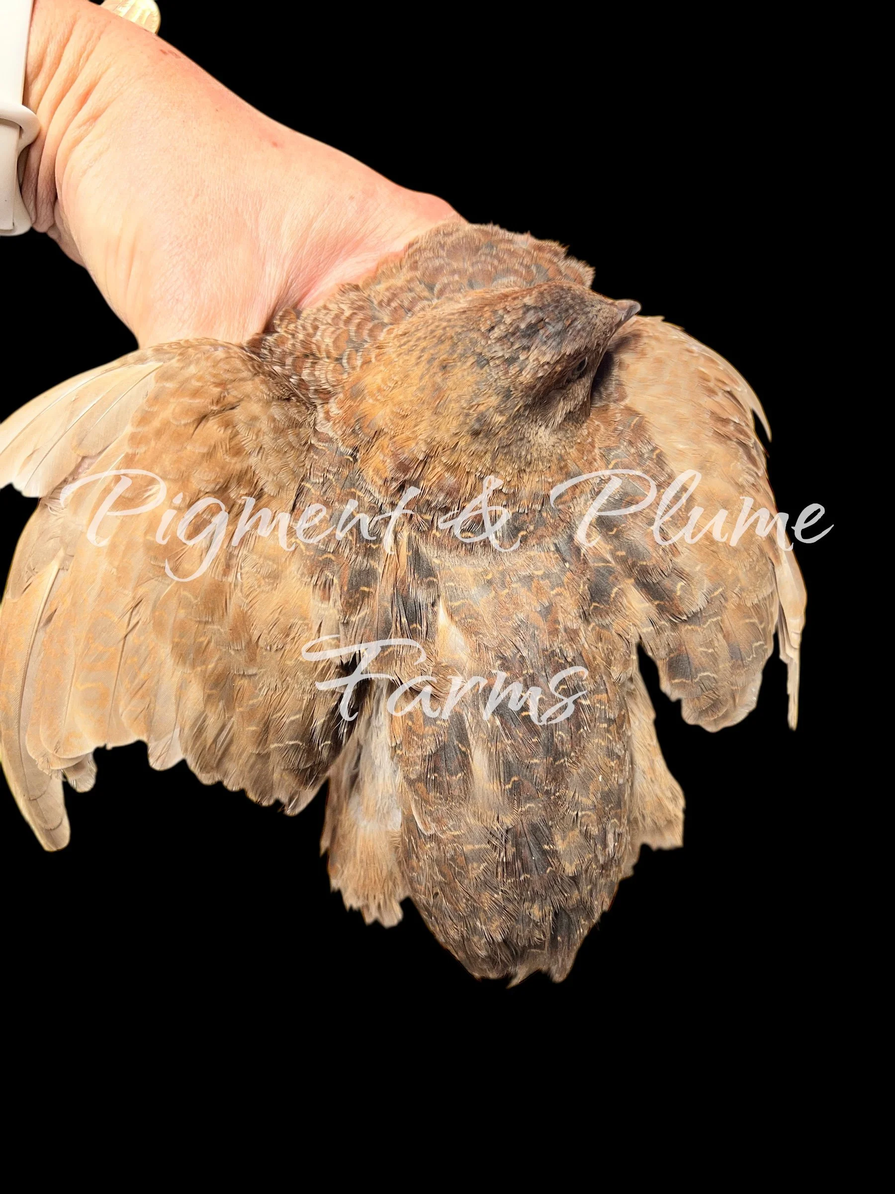 Roux Celedon watermark.jpeg