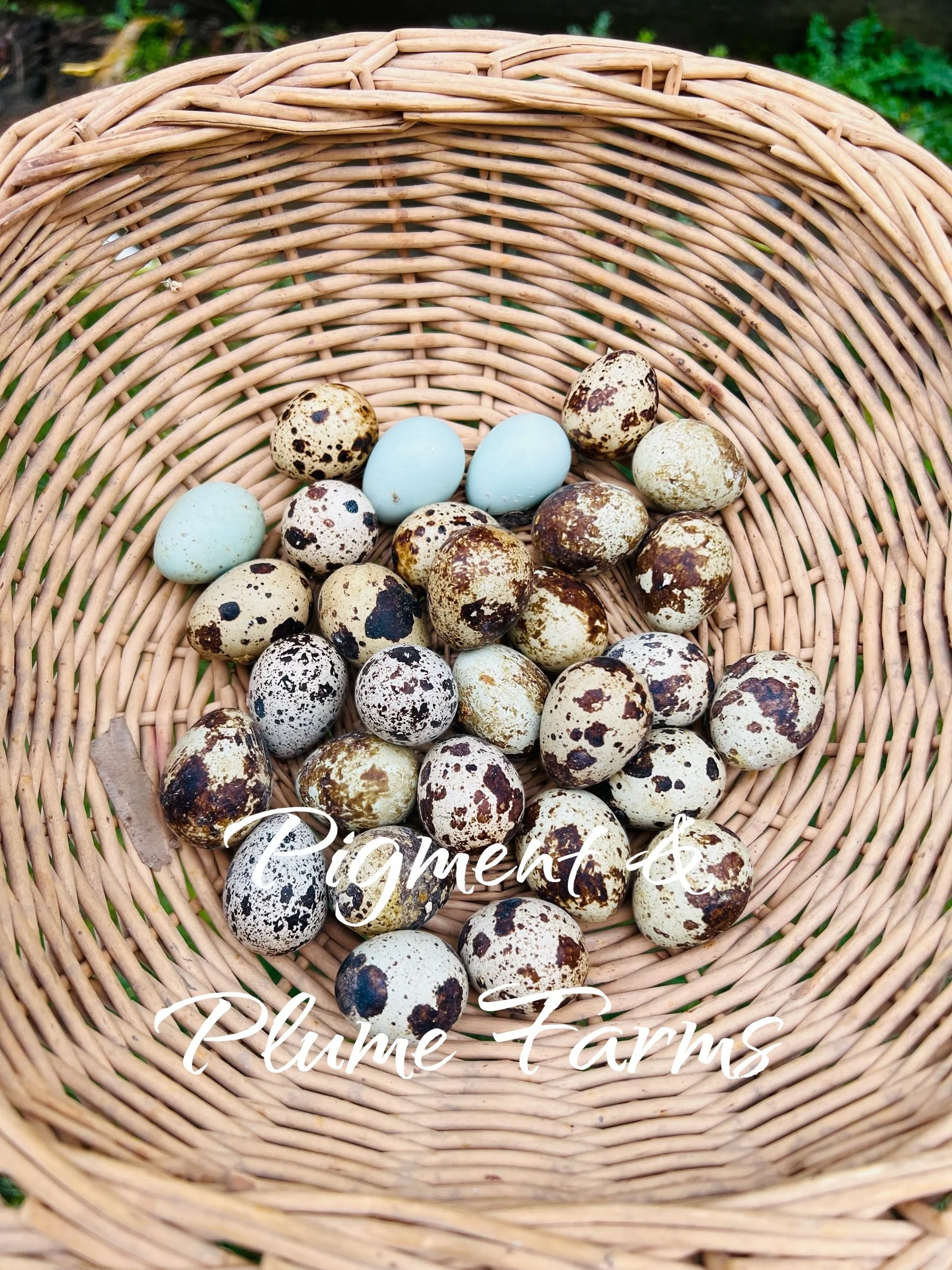 Eggs watermark.jpeg (Copy)