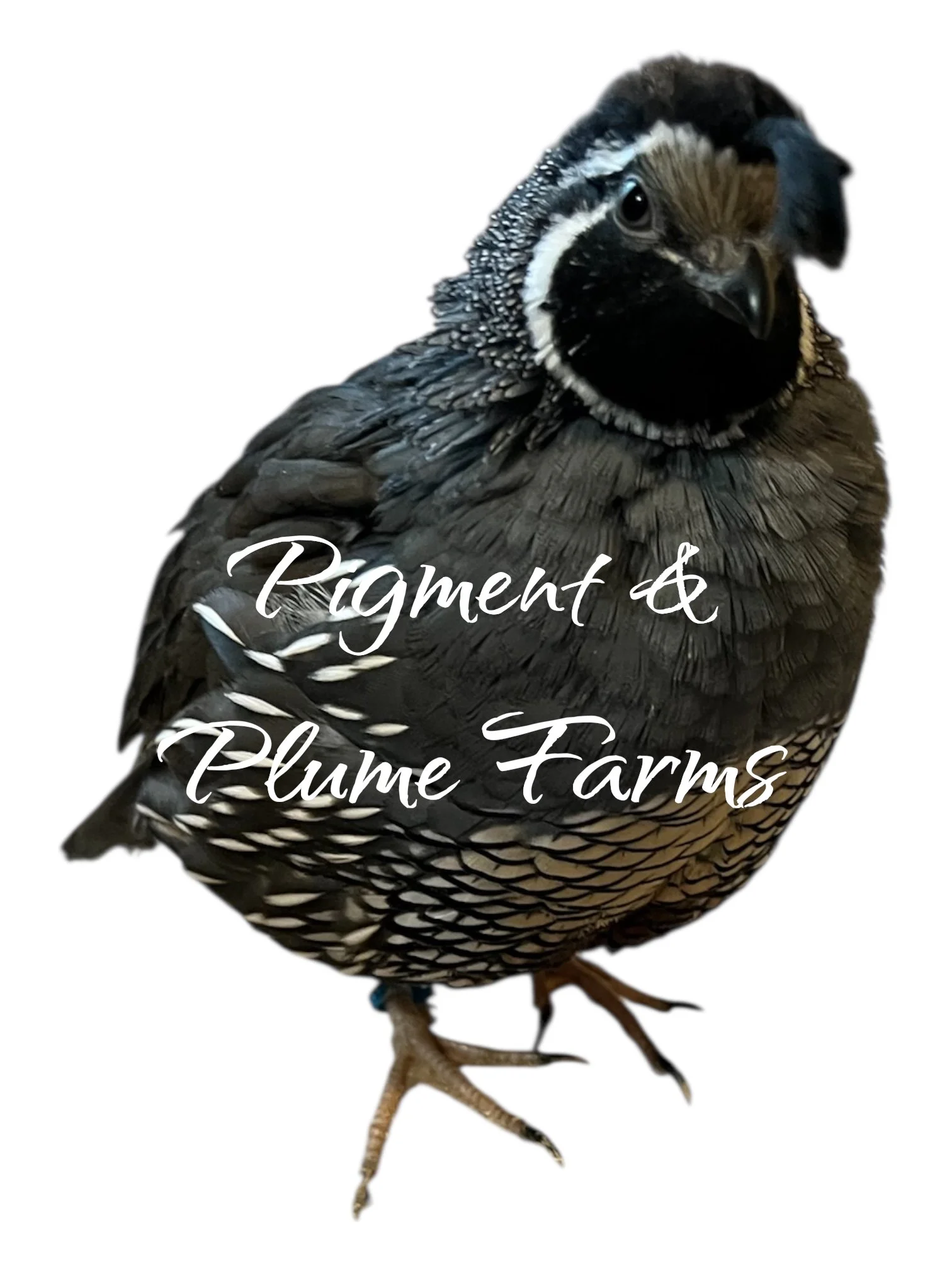 California Valley Quail Hatching eggs