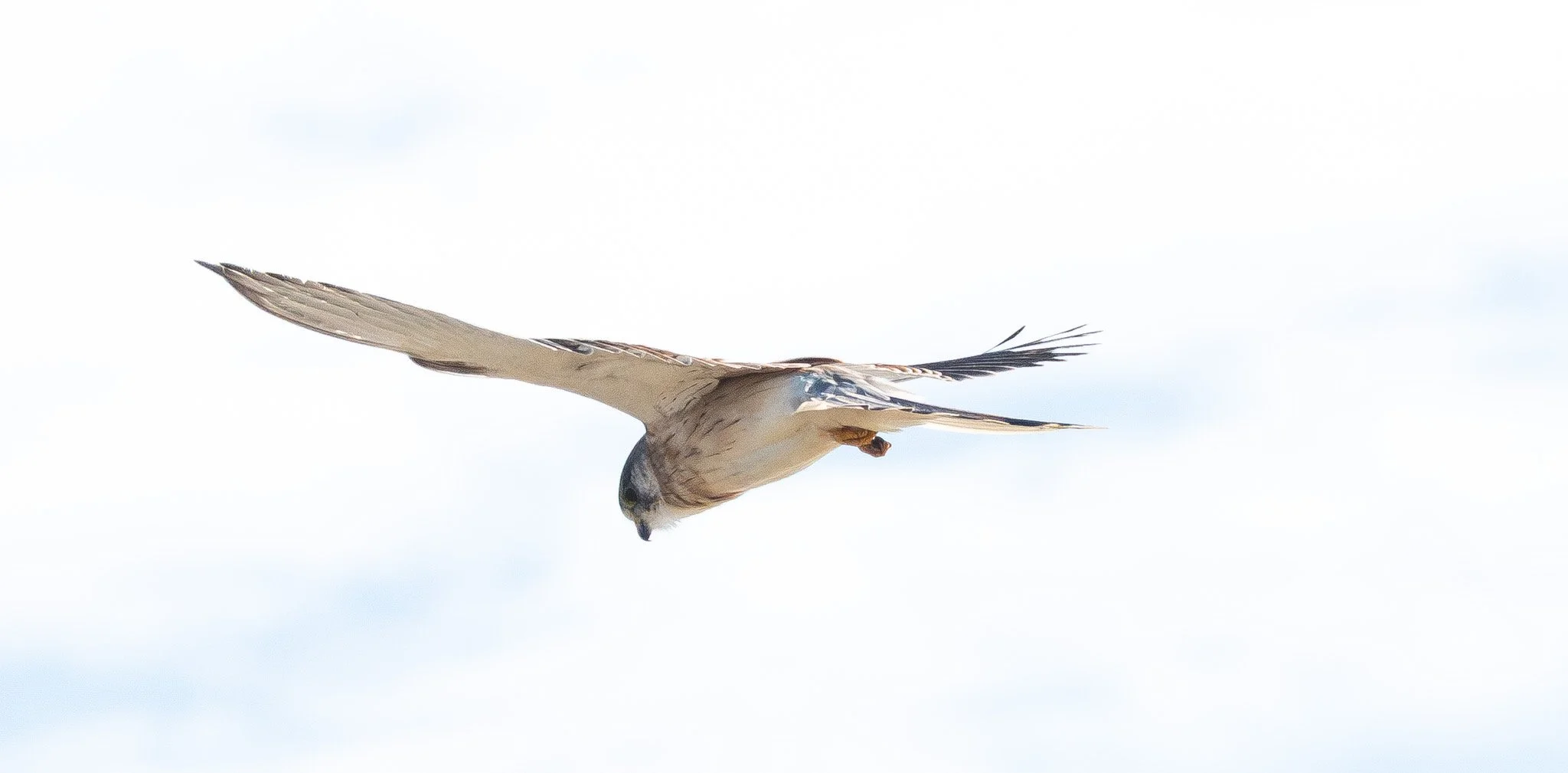 _DSC9293 1.jpeg