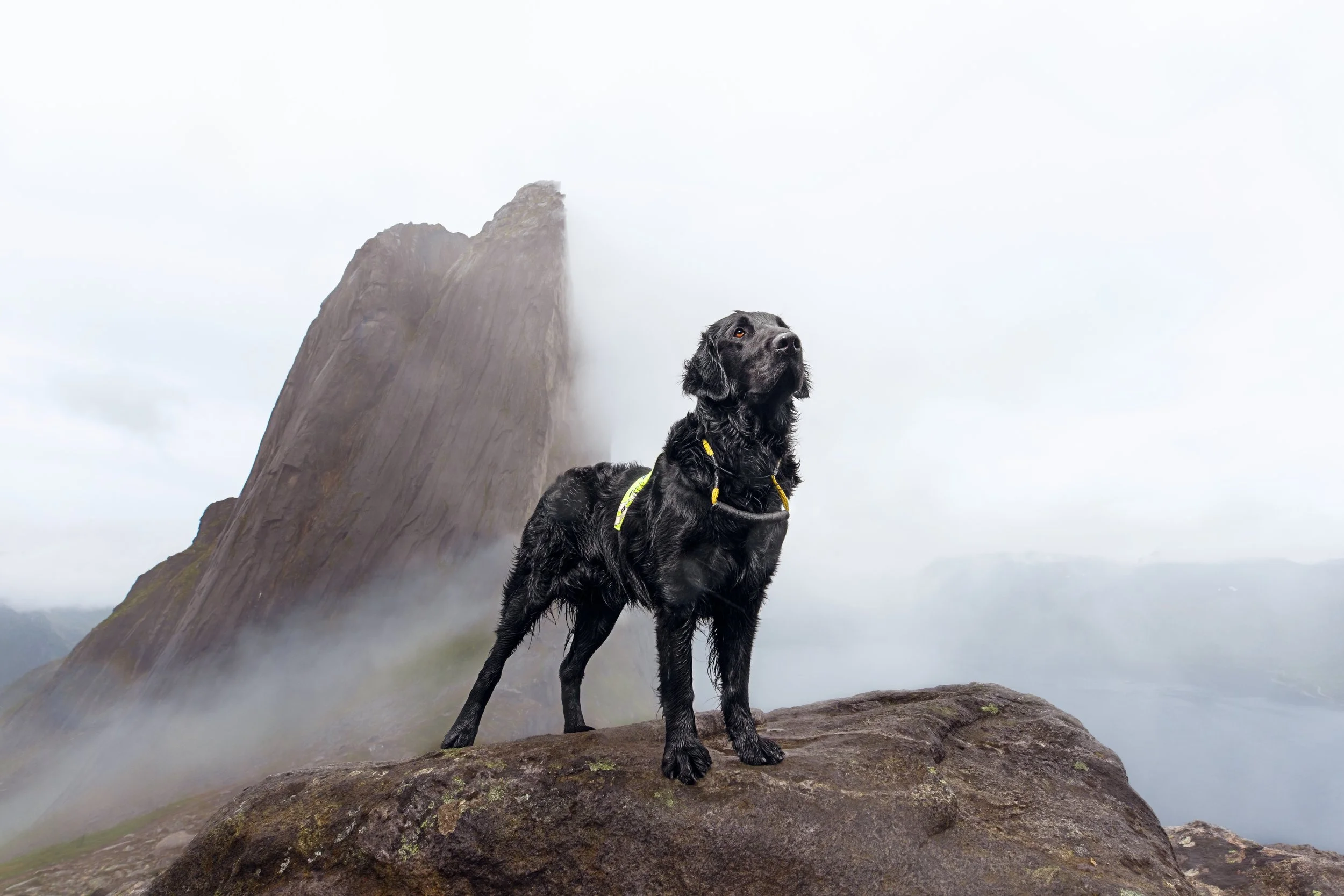 "Black Flat-Coated Retriever standing on a rocky mountain summit with a dramatic fog-covered peak in the background."