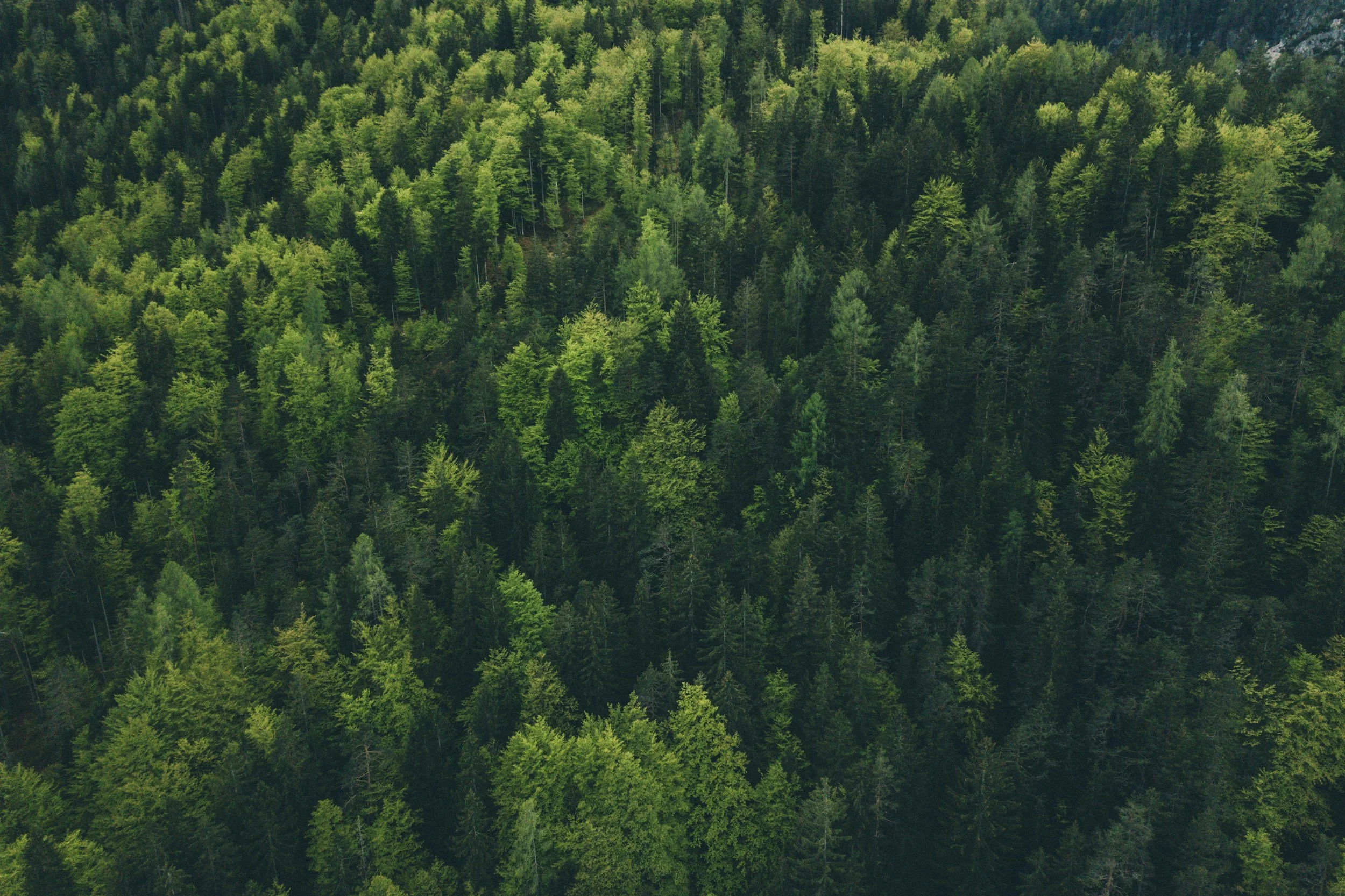 Aerial view of a dense green forest with various types of trees covering hills.