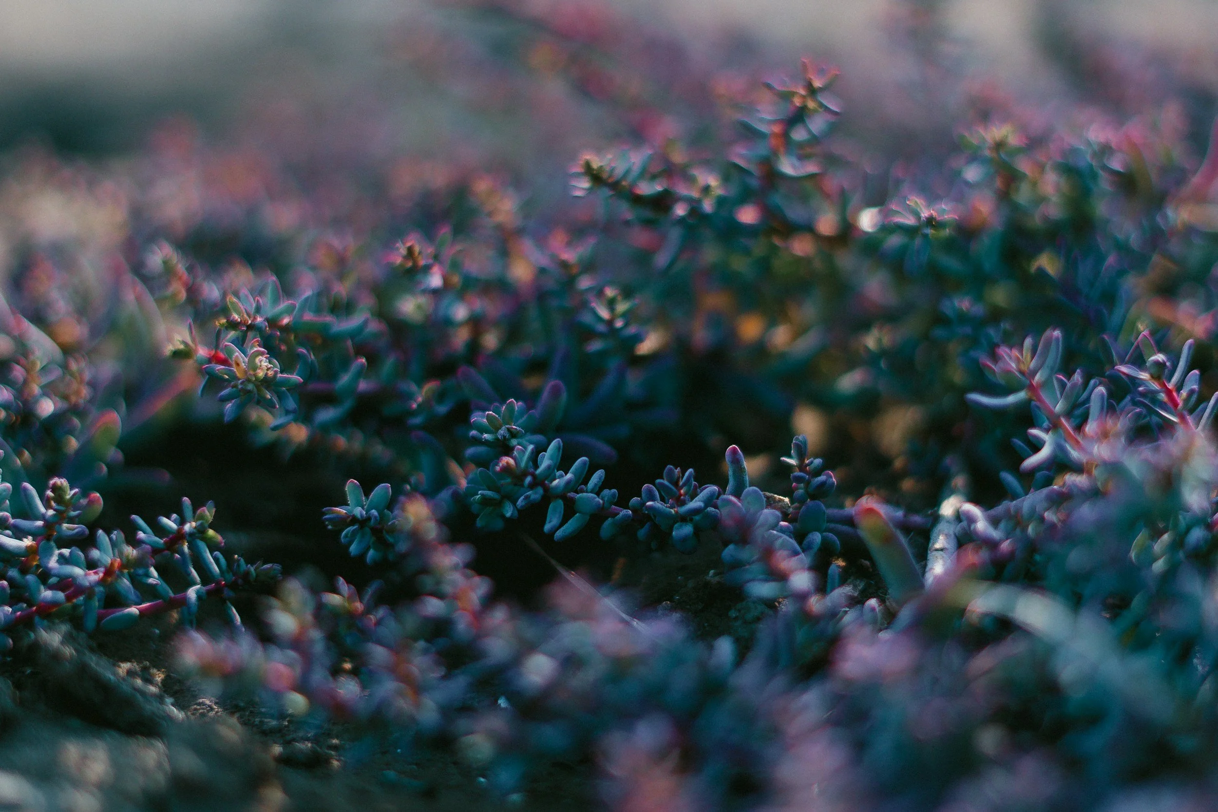 Close-up of small purple succulent plants growing in the soil.