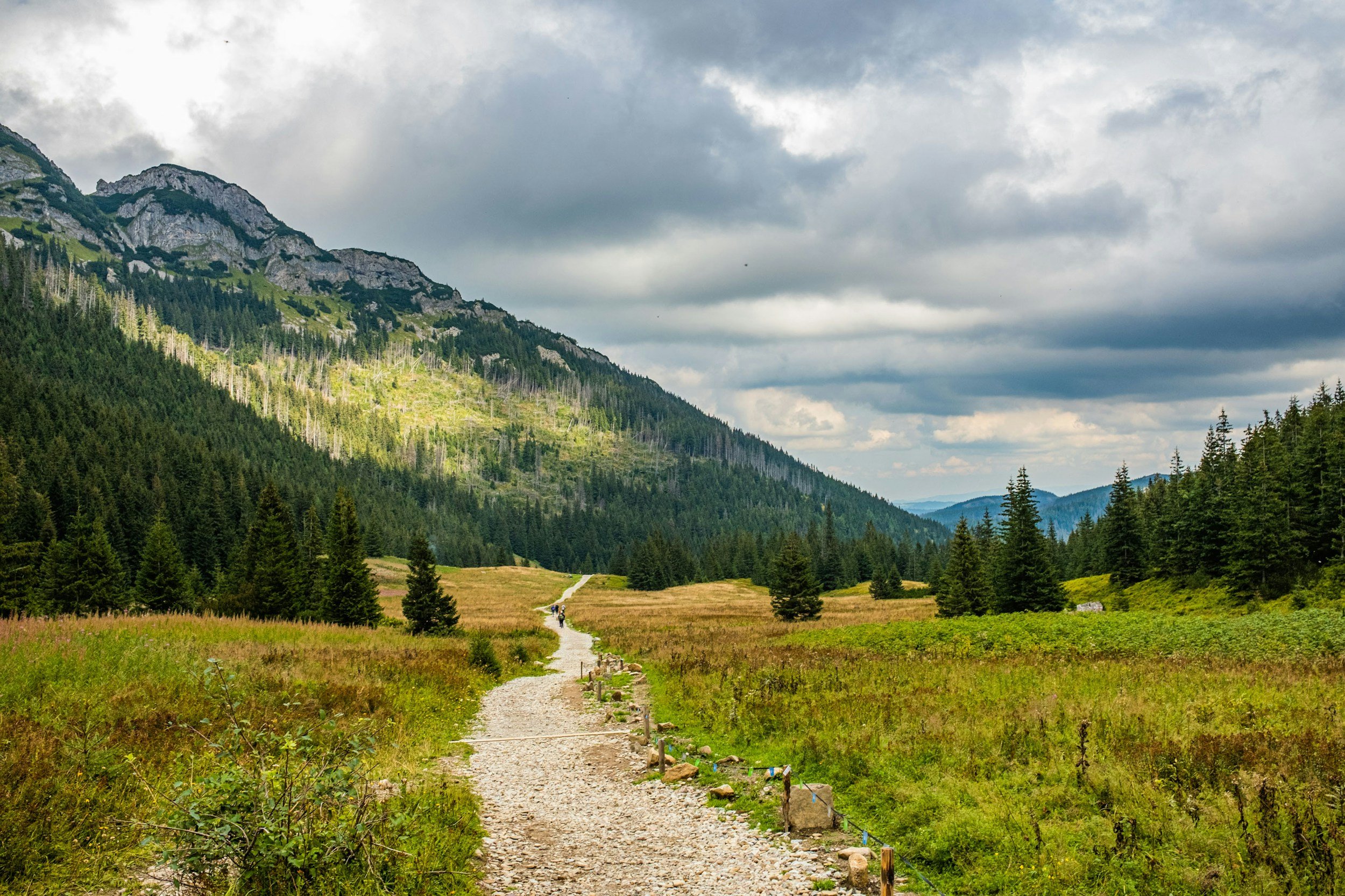 A gravel trail winding through a grassy meadow surrounded by dense green pine trees, with mountains in the background under a partly cloudy sky.
