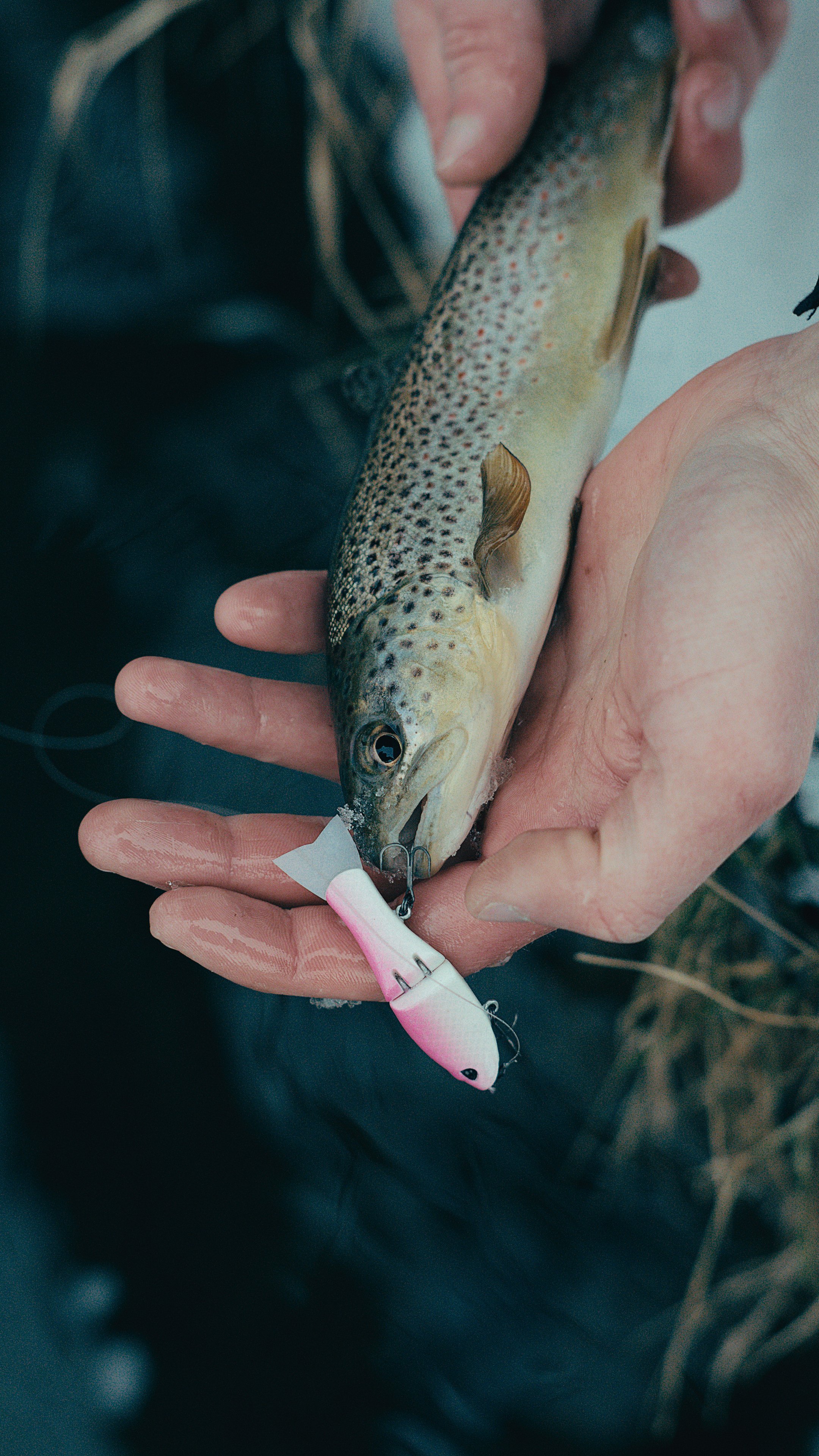 Still 2025-02-13 181239_2.18.1_1.jpg