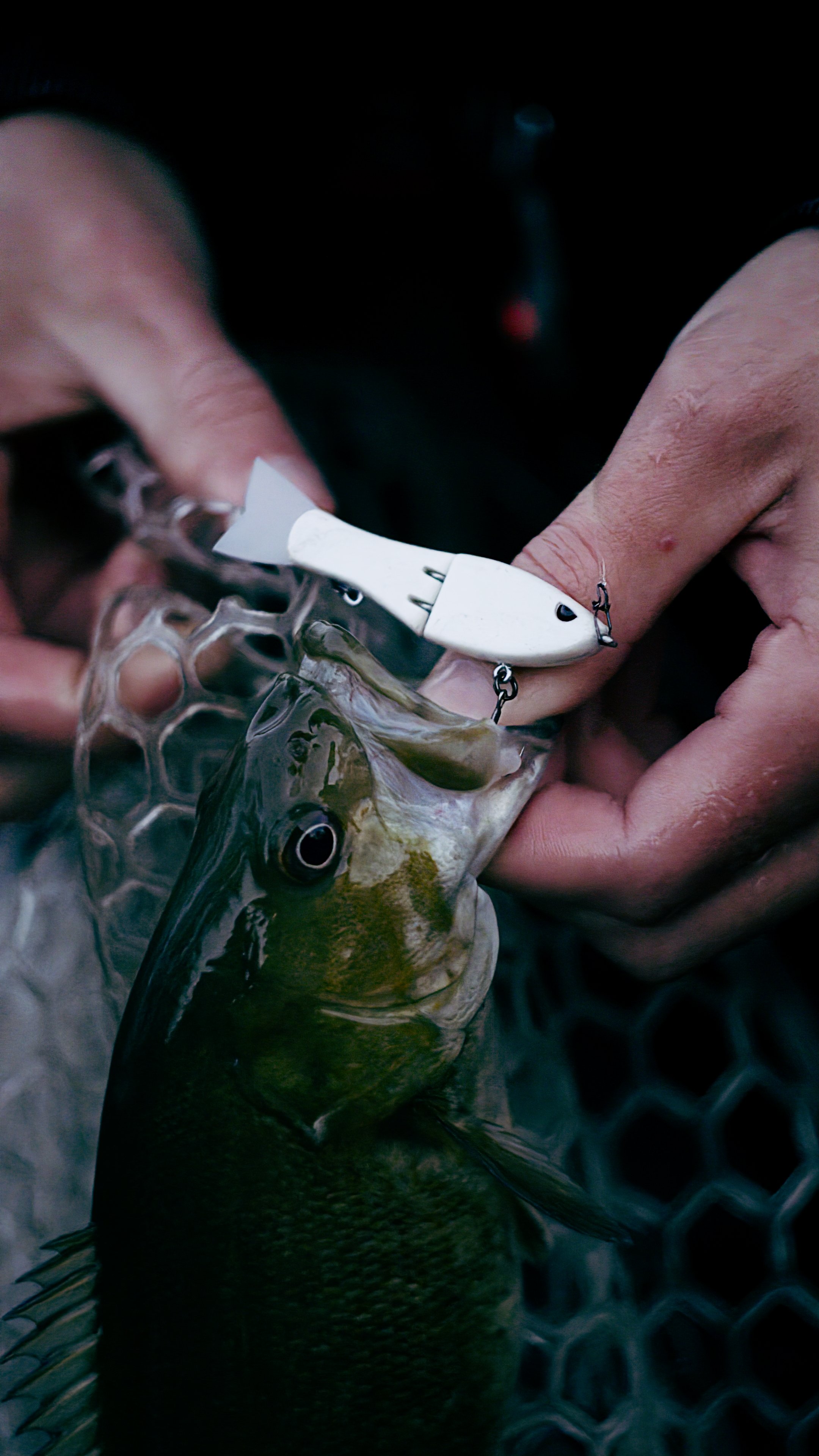 Still 2024-11-12 211925_3.1.1.jpg