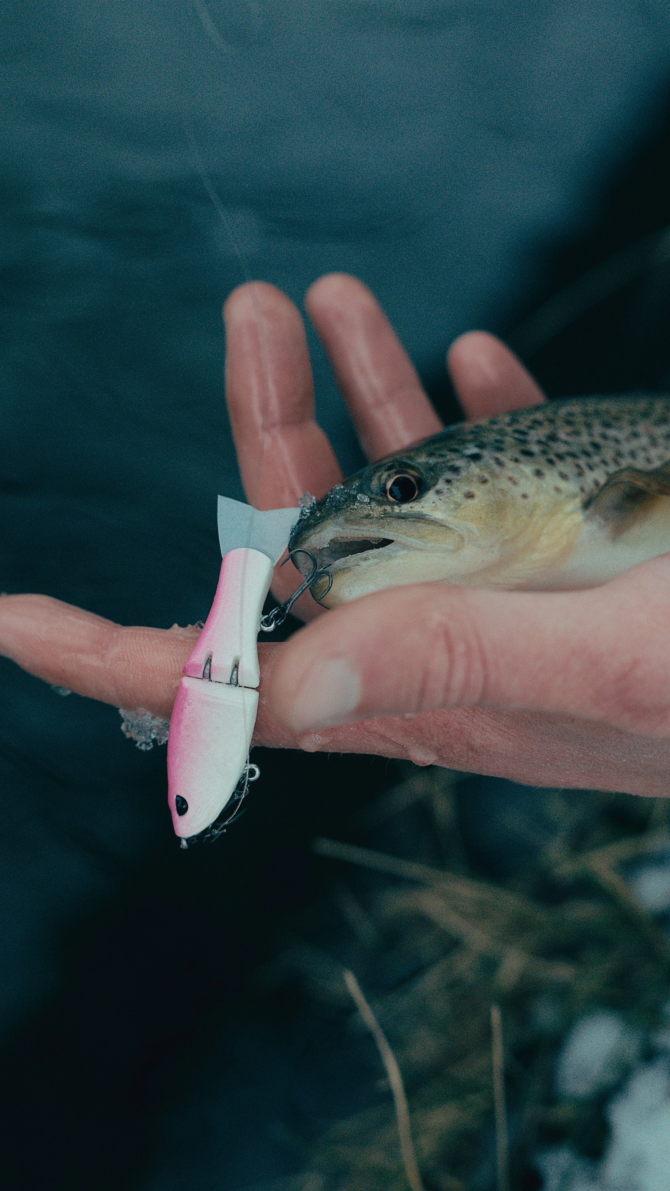 Still 2025-02-13 181204_2.14.1_1.jpg