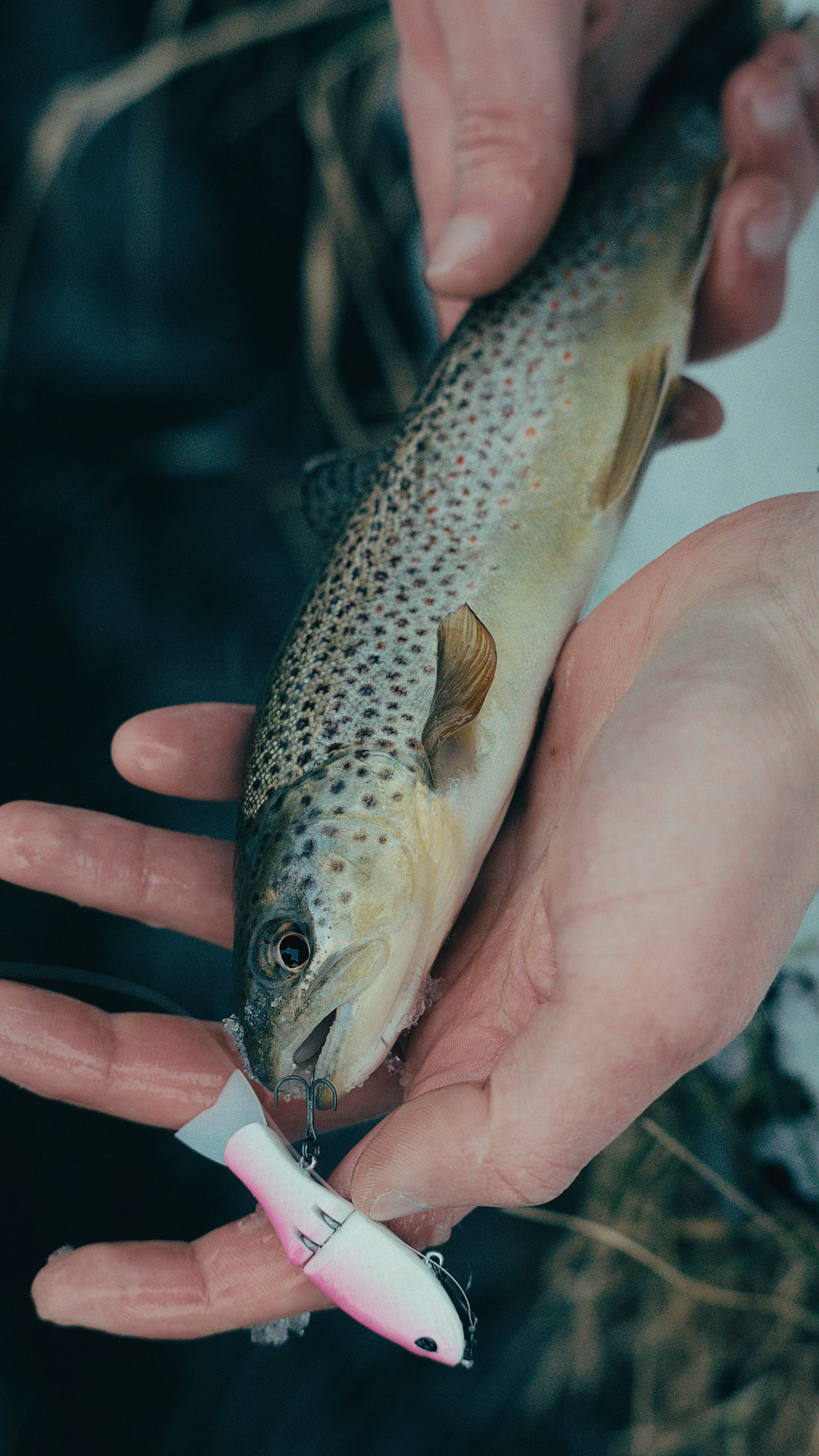 Still 2025-02-13 181225_2.16.1.jpg