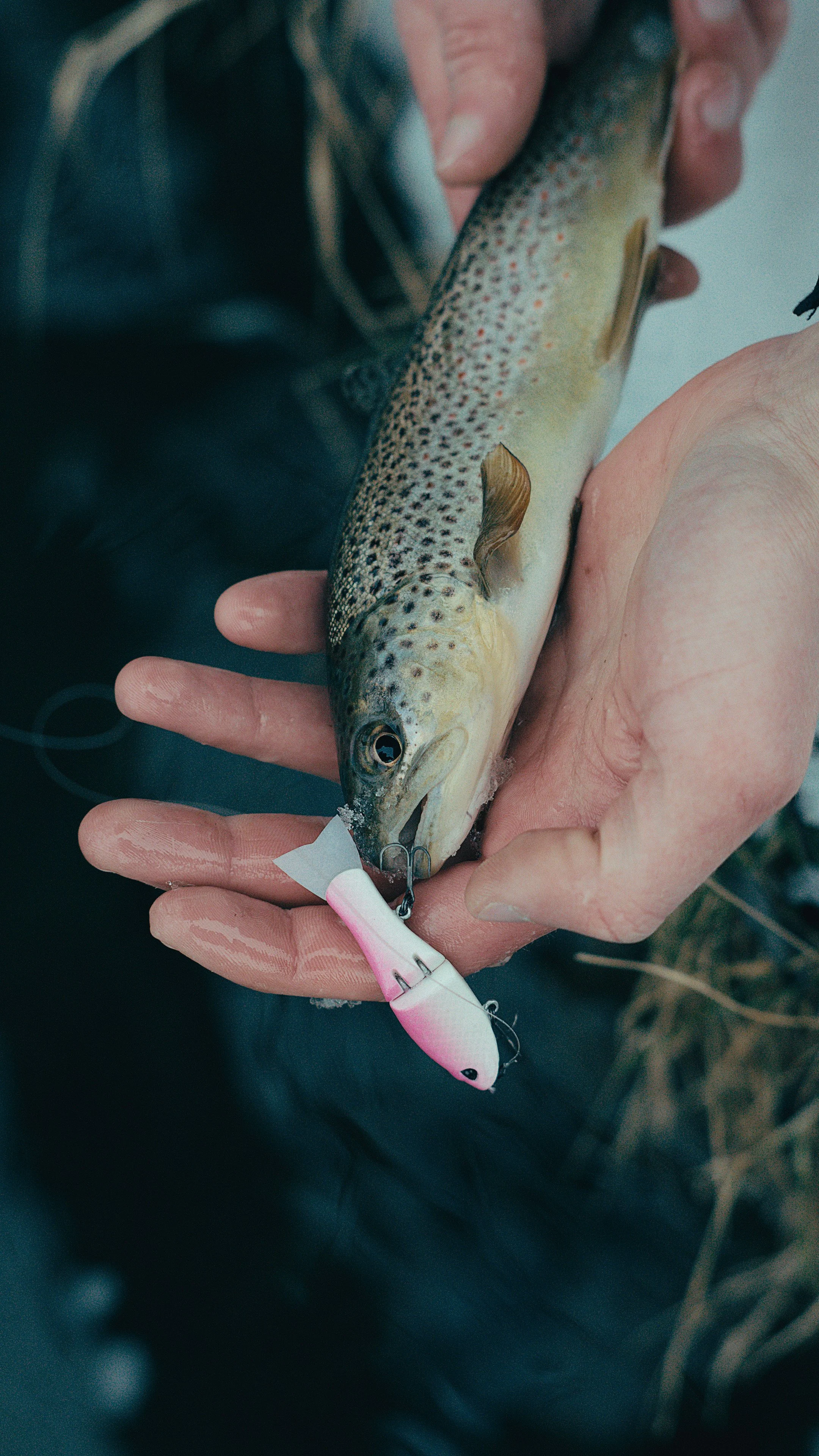 Still 2025-02-13 181239_2.18.1.jpg