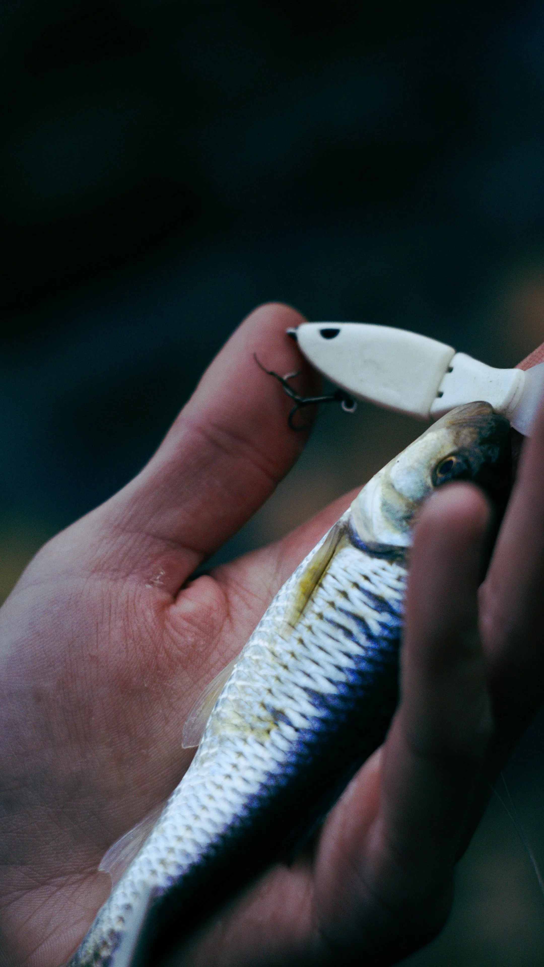 Still 2024-11-12 184313_1.2.1.jpg