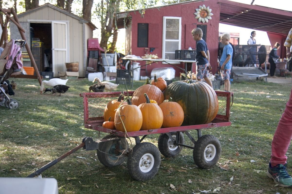Family Fun at the Pumpkin Patch