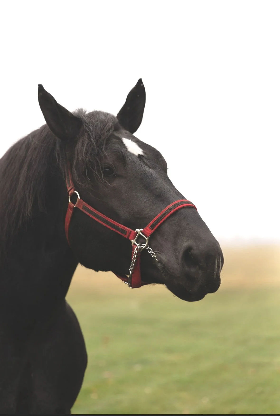 Headshot of stallion Nesquick, a black Percheron draft.