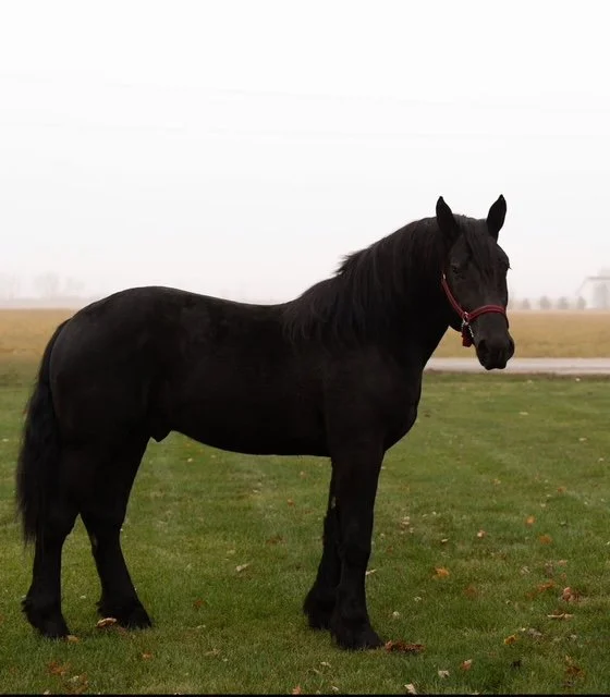 Our Stallion: Nesquick