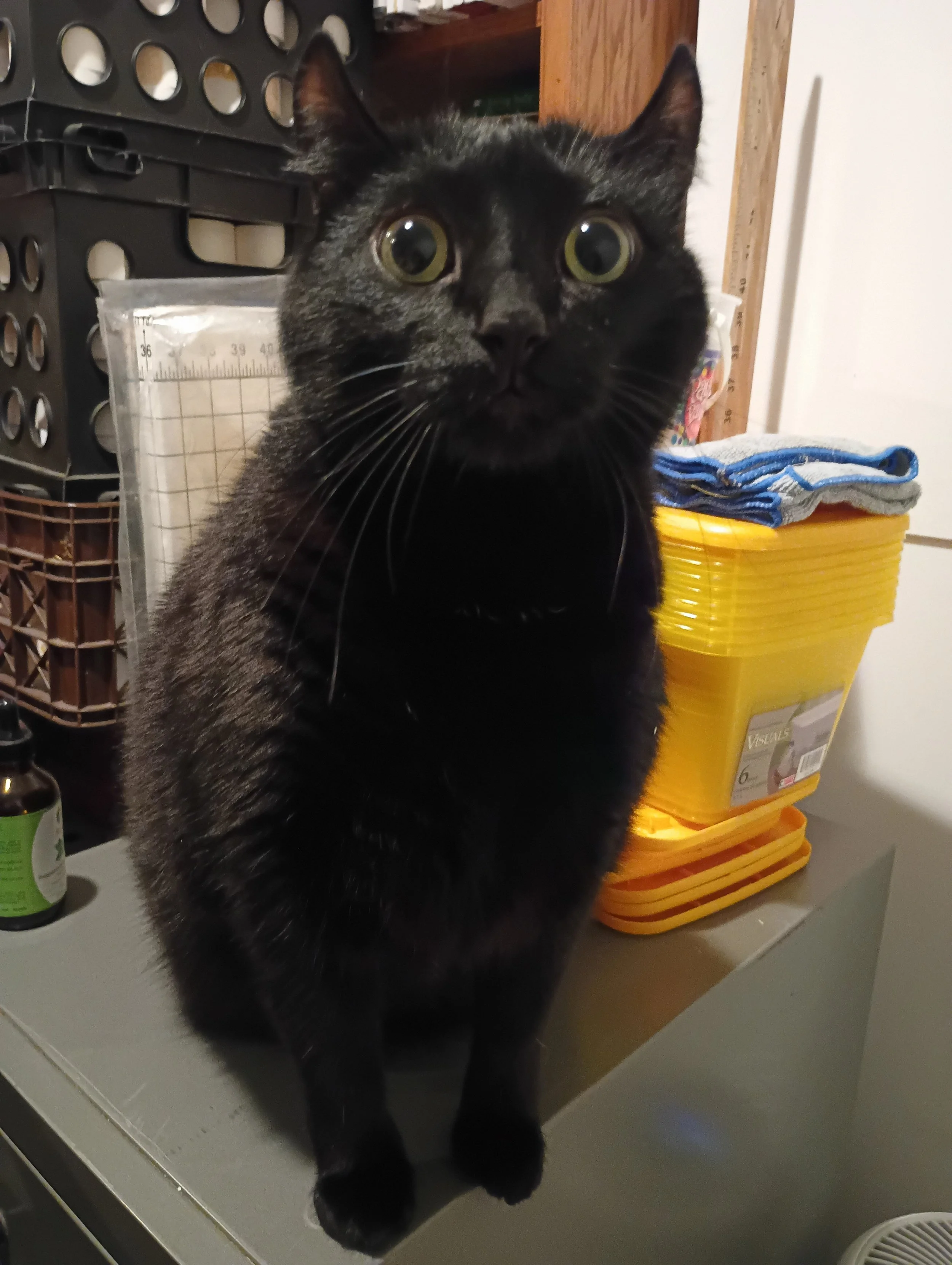 The image shows a black cat with large green eyes sitting on top of a filing cabinet in a cluttered room.