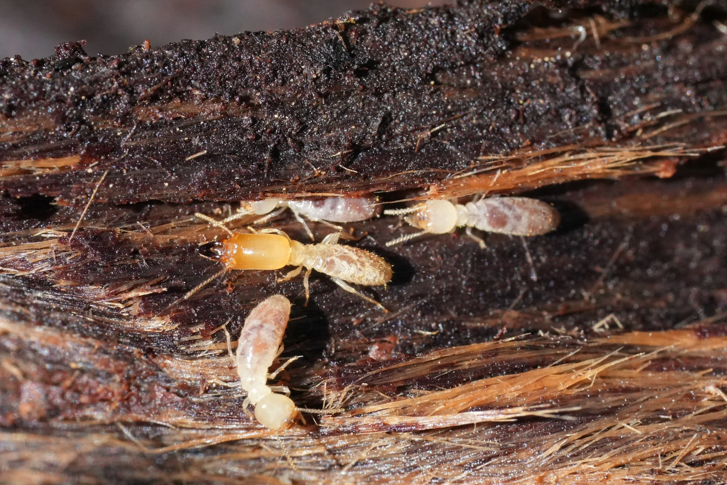 Termite control