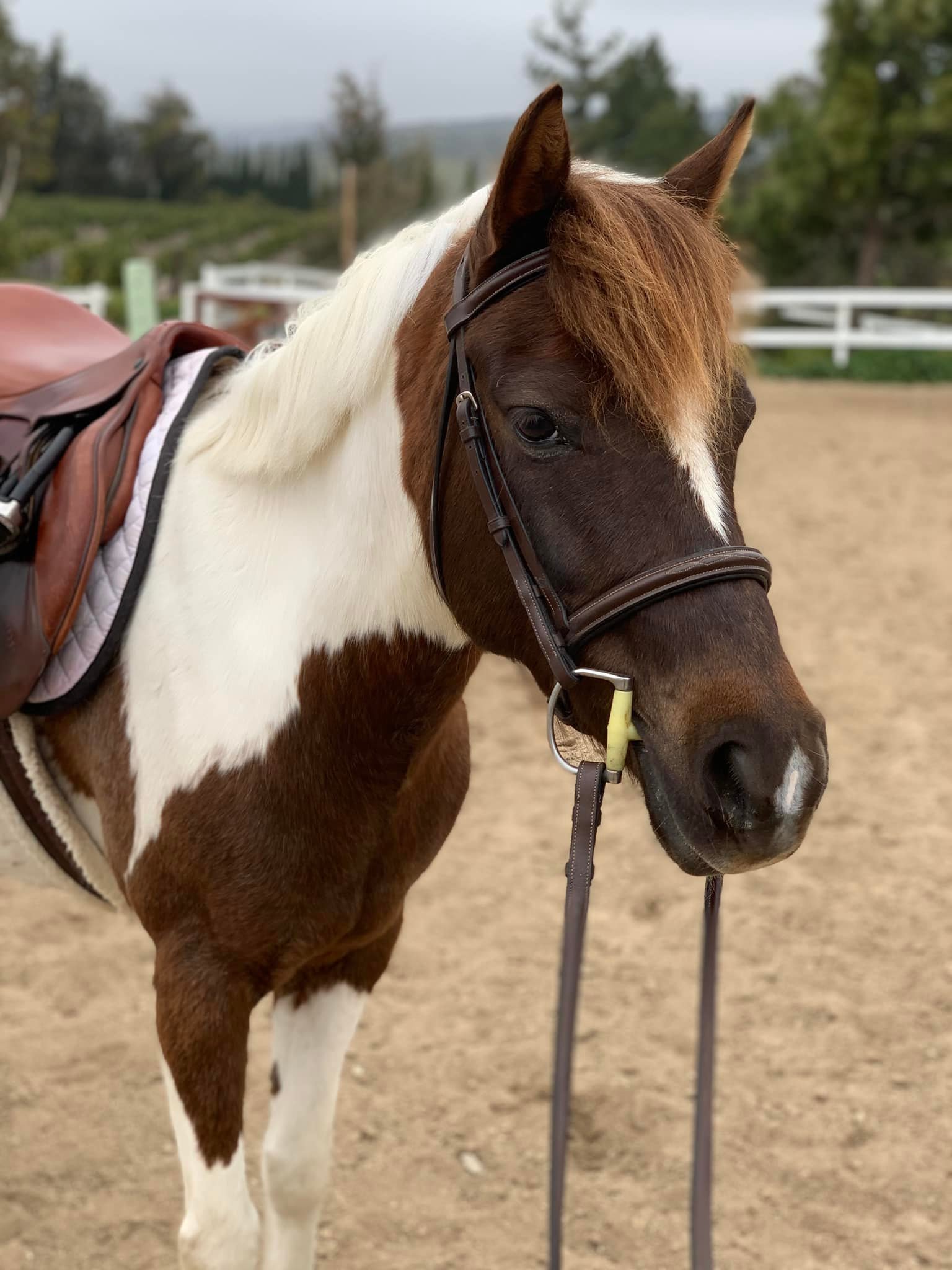 A pinto pony in English tack