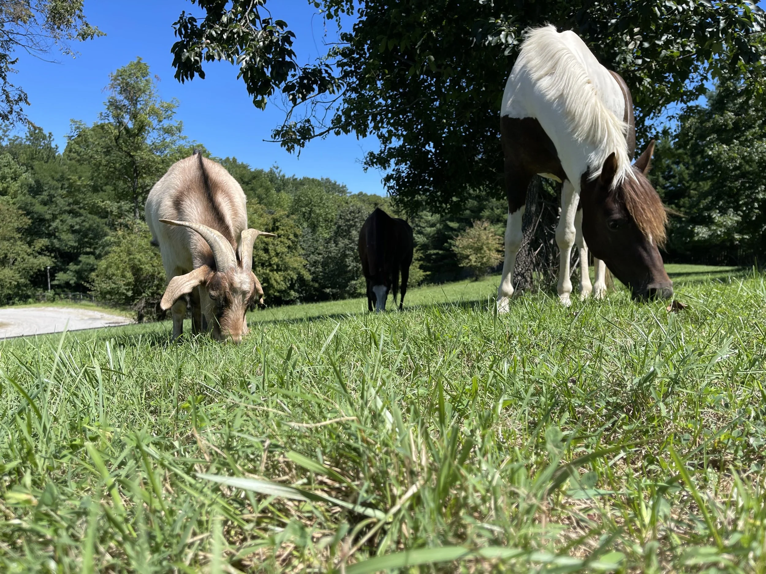 Izzie will befriend anyone and everyone.