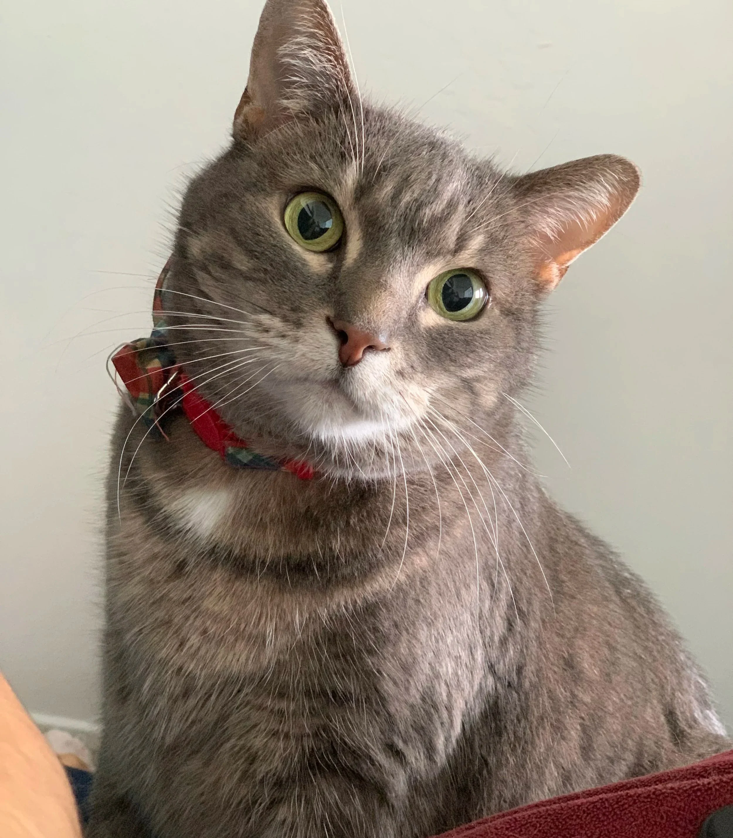 A grey tabby wearing a red plaid bowtie tilts her head