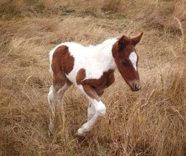Izzie at 4 days old.
