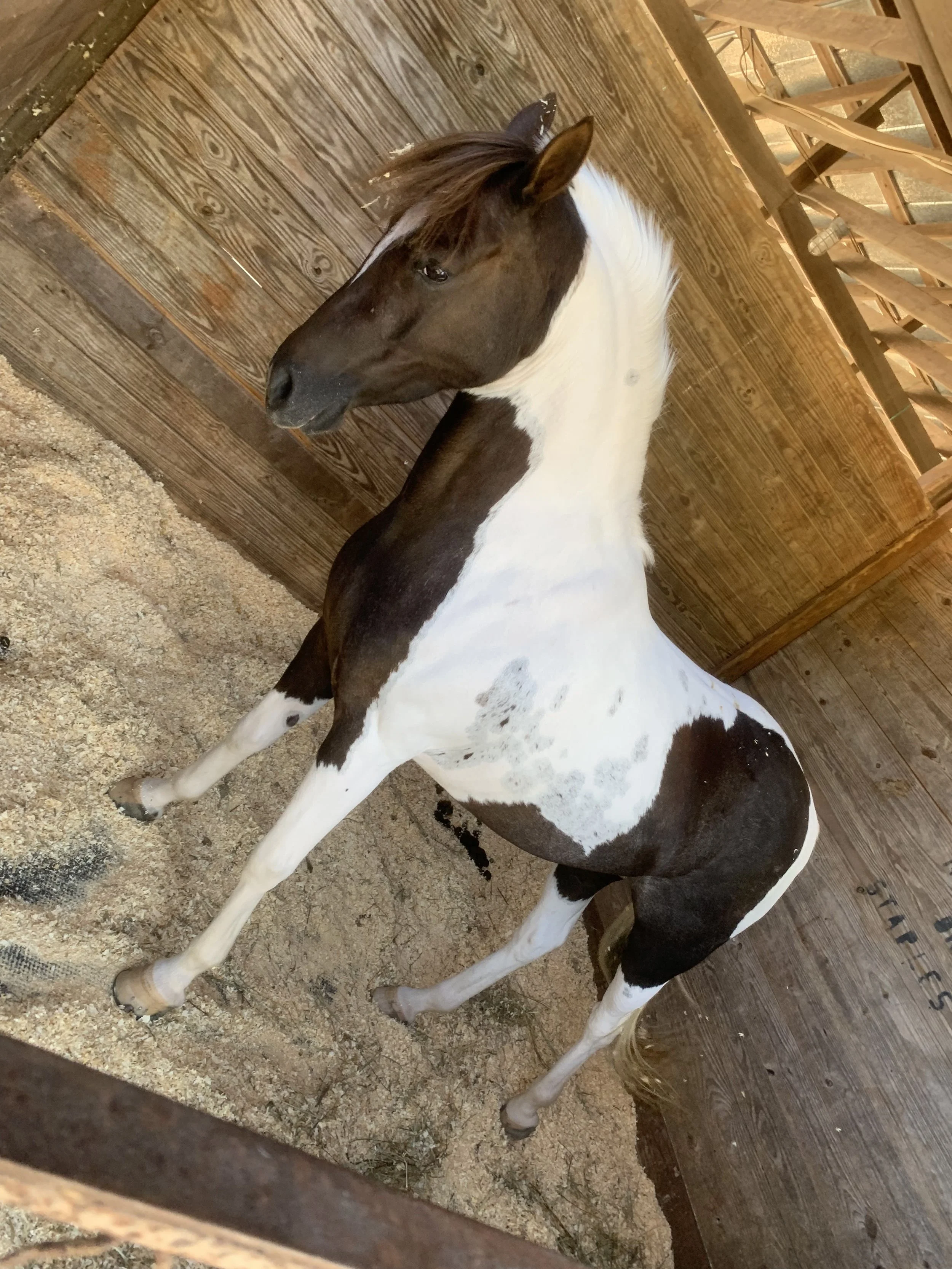 Early morning stretches, or embracing our Trojan spirit?