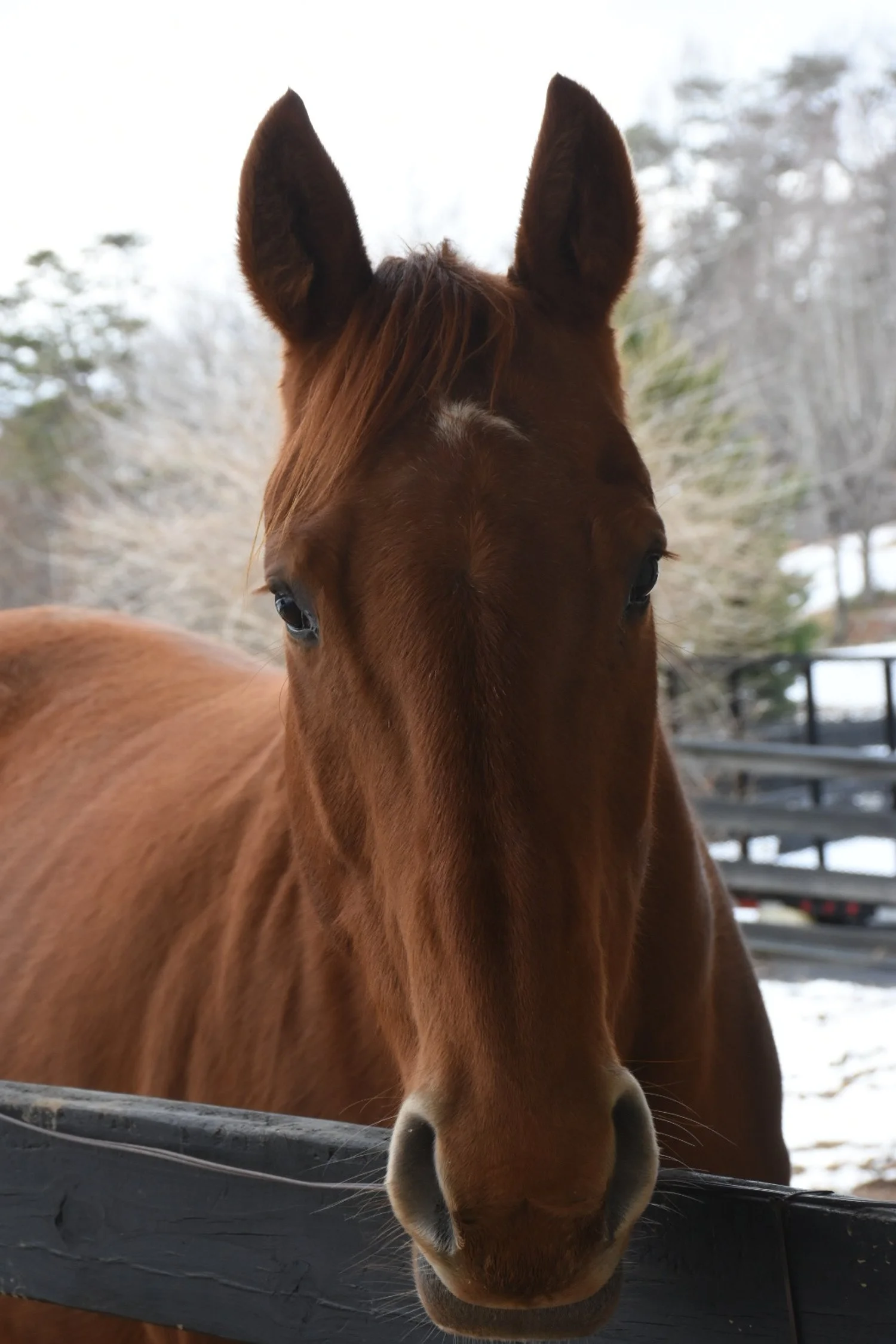 A chestnut horse on a snowy day