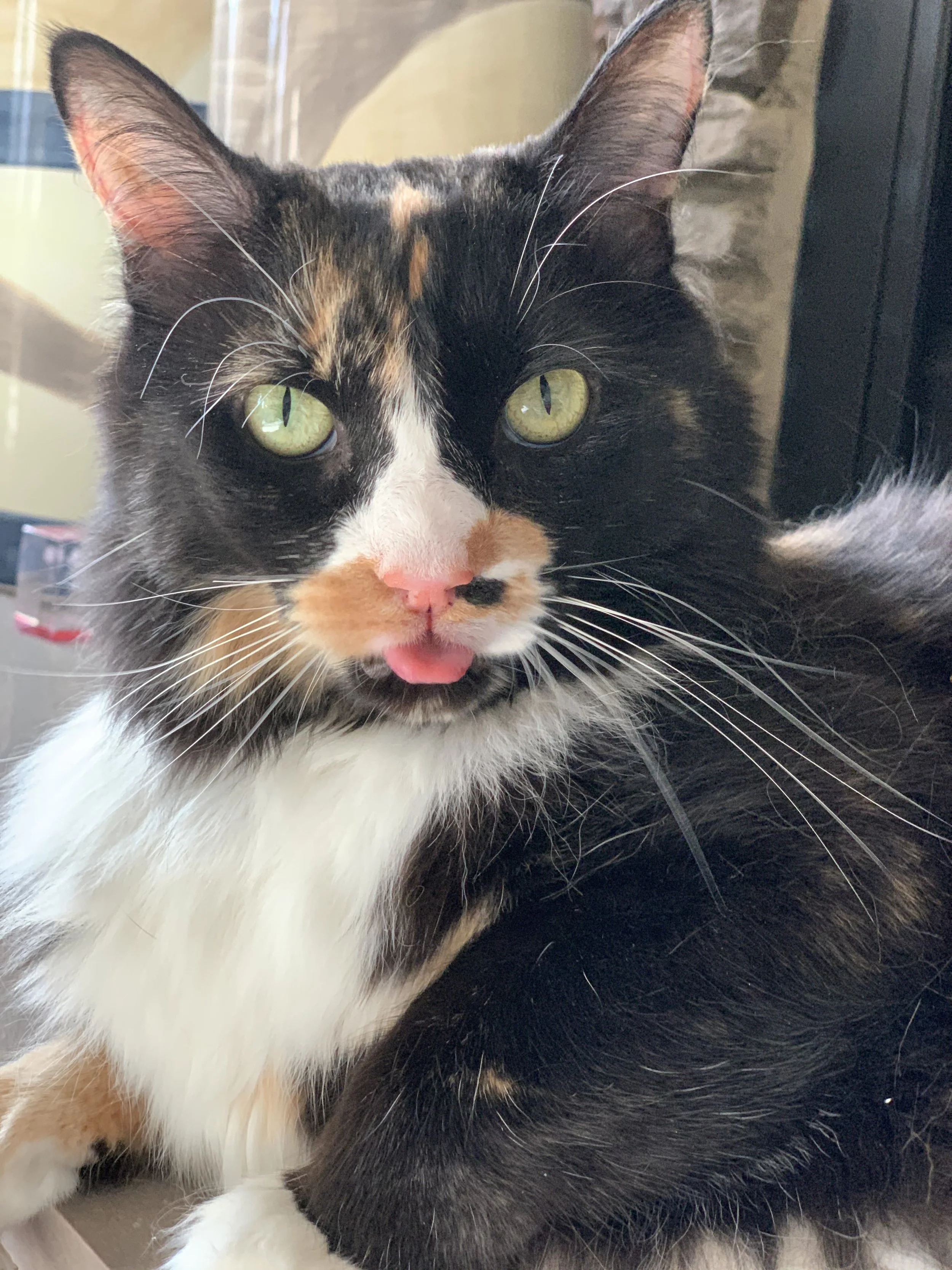 A tortoiseshell cat laying down with her tongue slightly sticking out