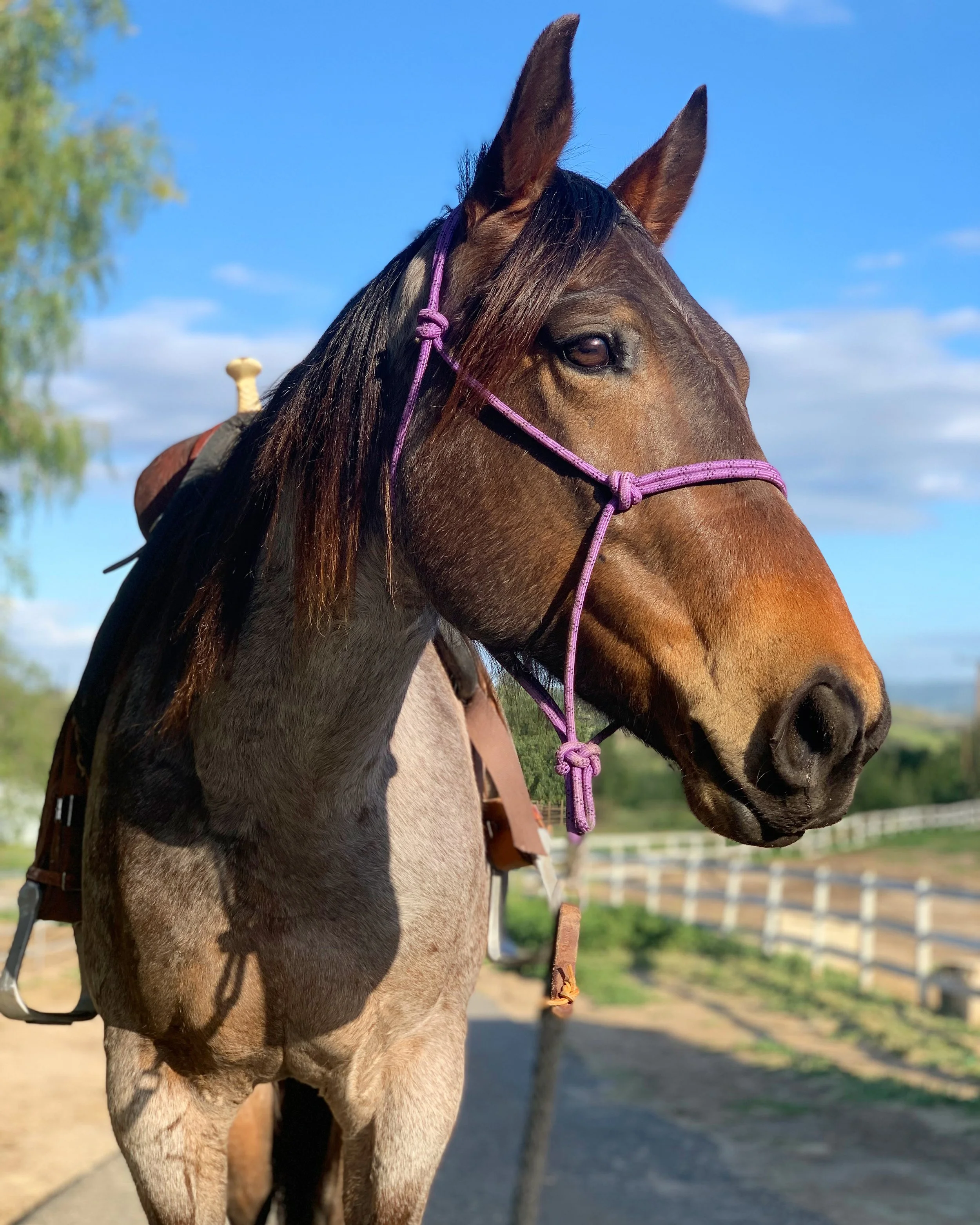 A bay horse looks to her left