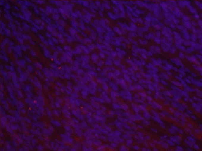 Immunofluorescence of Muscle Stem Cells After Development