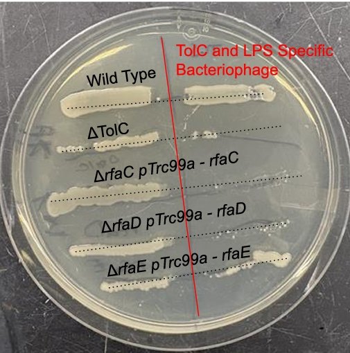 Lipopolysaccharide Biosynthesis in E. coli