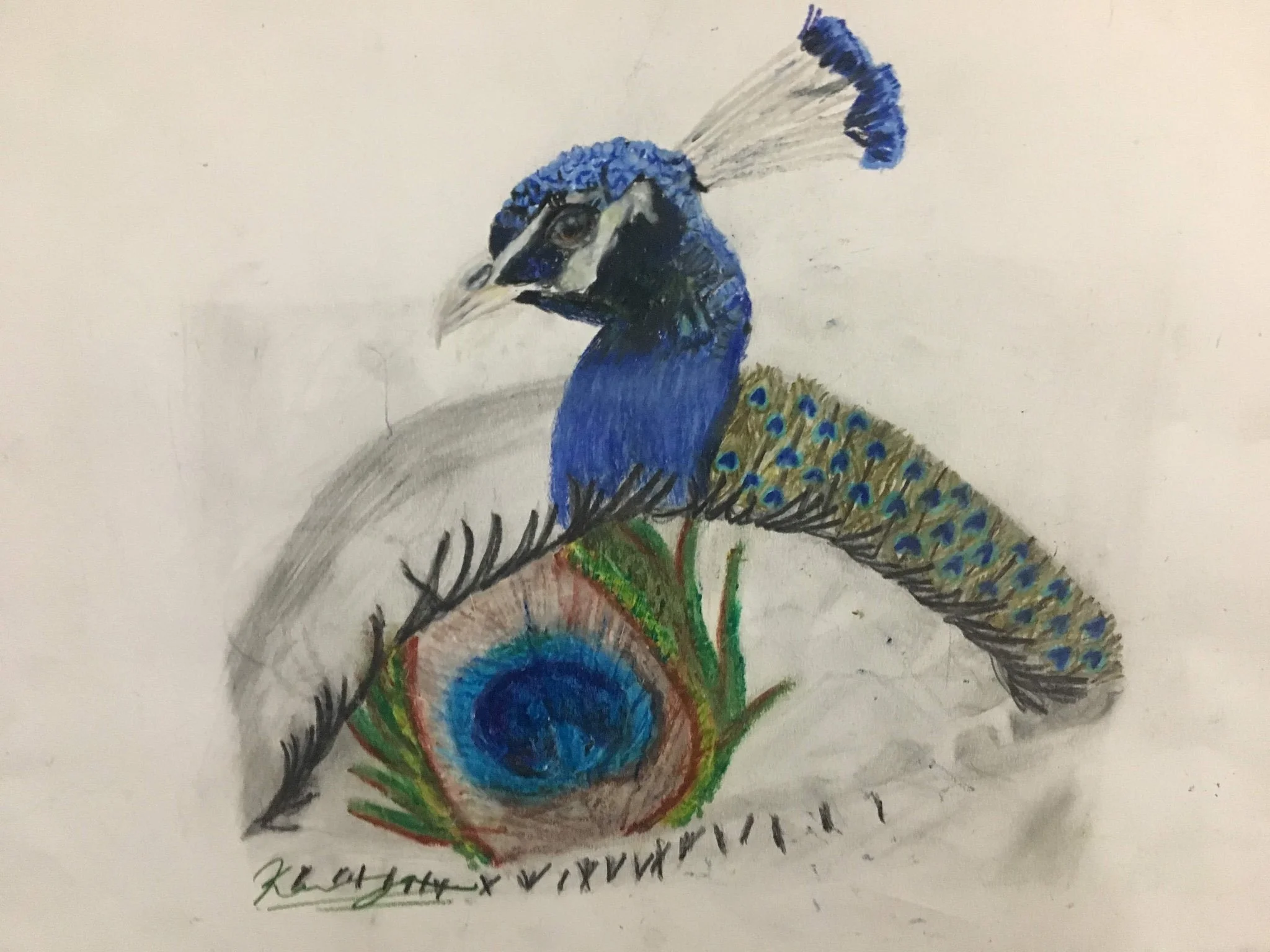 Peacock Eye | Colored Pencil, Graphite, Oil Pastel | 2019
