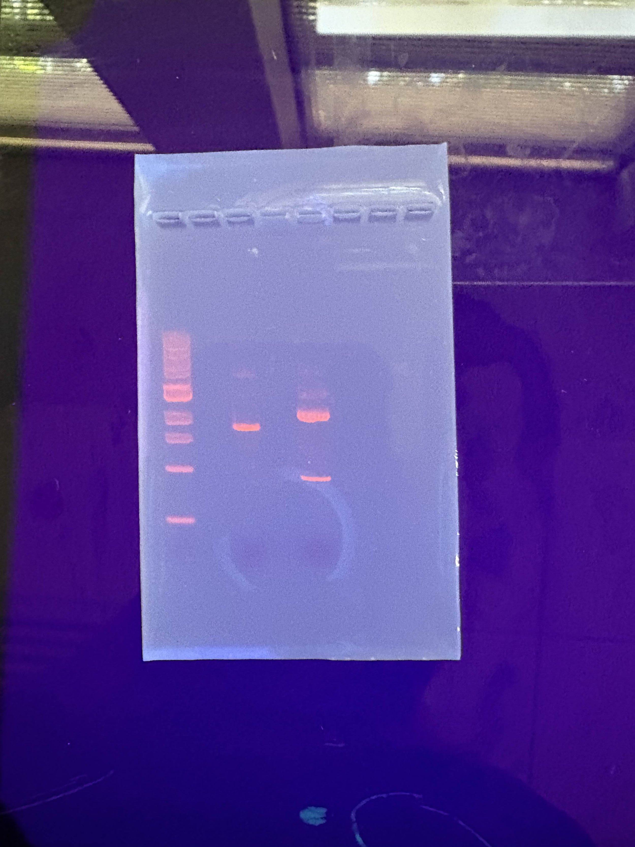 A gel electrophoresis result with DNA bands illuminated under UV light, showing multiple horizontal stained DNA fragments in a transparent plastic gel tray.