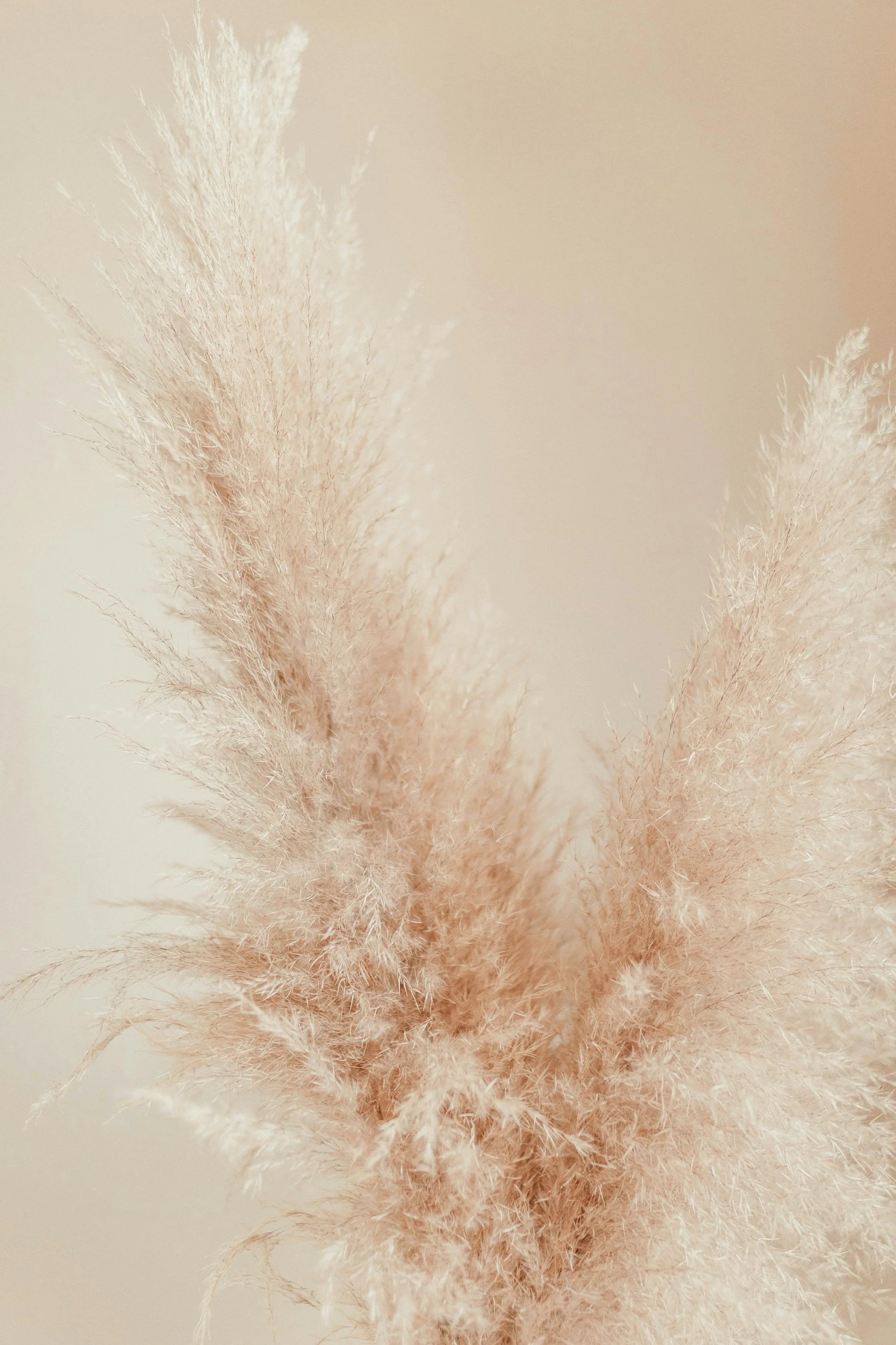 Close-up of beige pampas grass with soft feathery plumes against a neutral background.