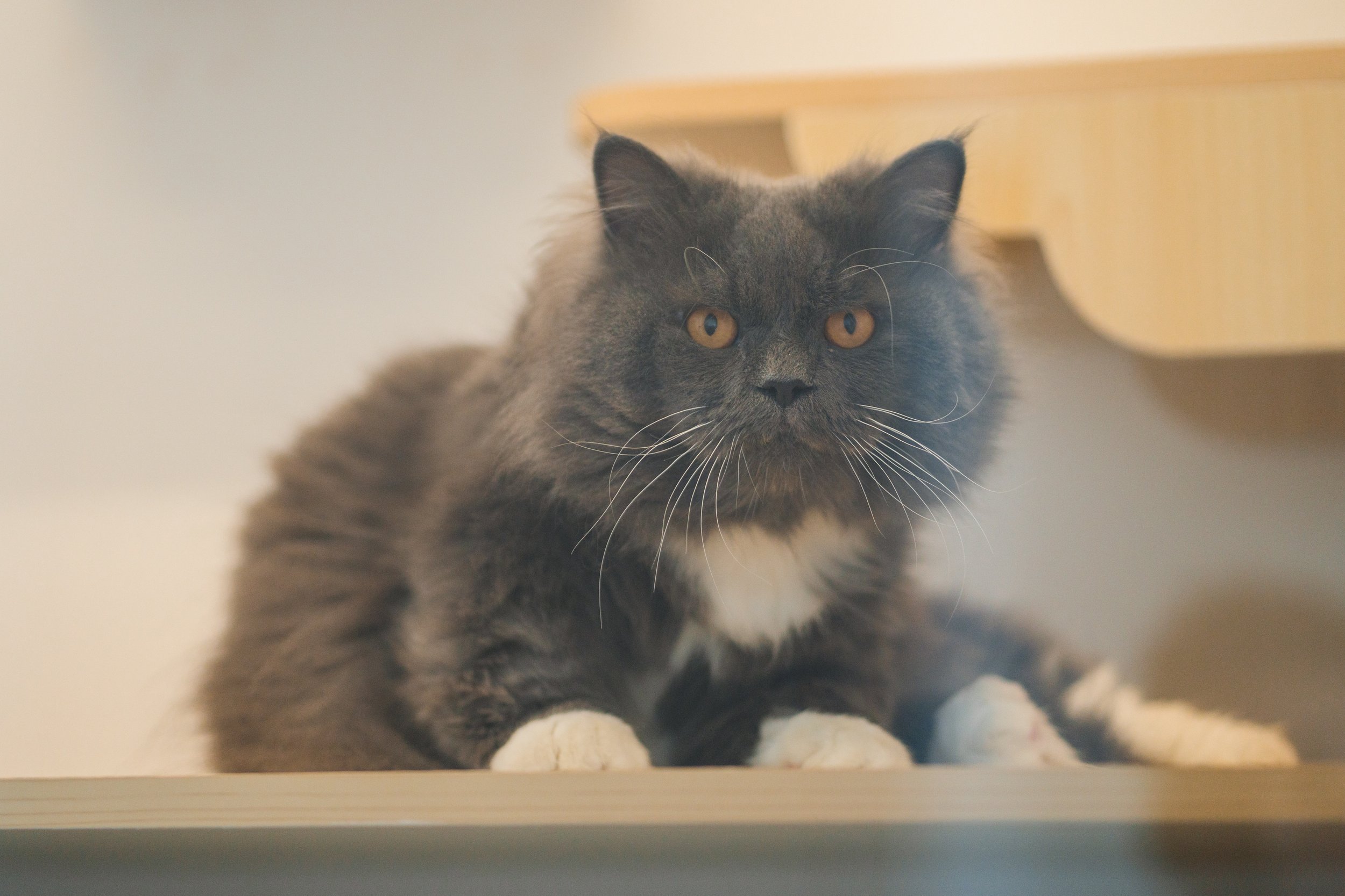 Cat Hotel vs Cat Sitter in Singapore: Which Is the Better Choice?