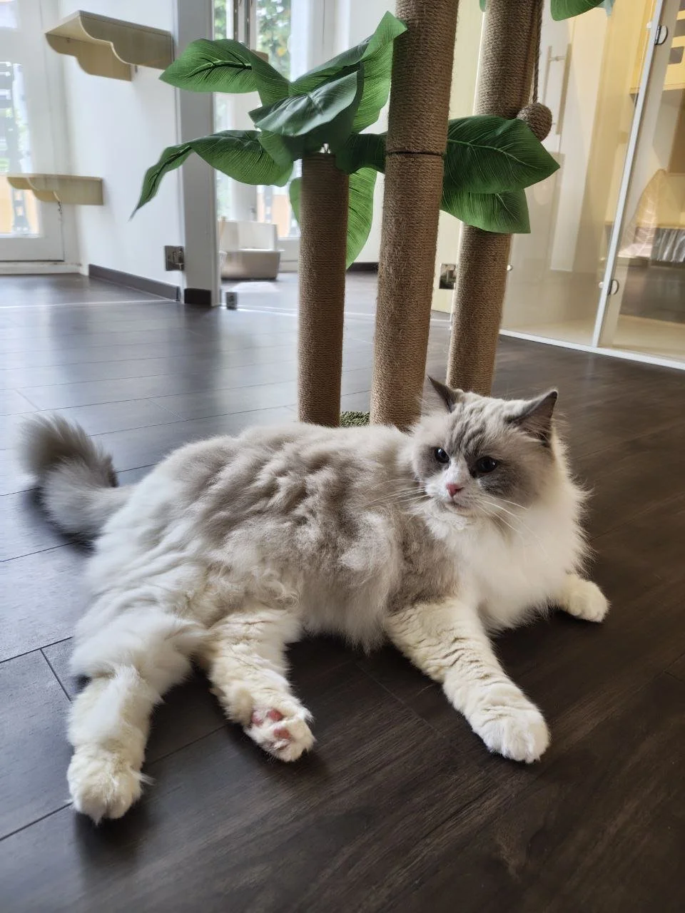 How to Prepare Your Cat for Boarding: A Practical Checklist