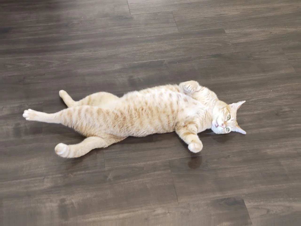 Fear Free Cat Boarding: What It Means and Why It Matters for Your Cat