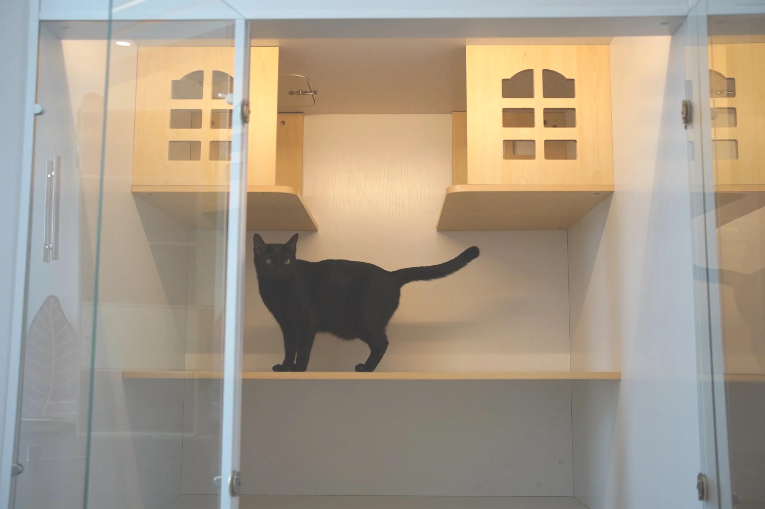 Black cat guest lounging on an elevated wooden shelf inside a private Classic Suite at Kuro Cat Hotel Singapore.