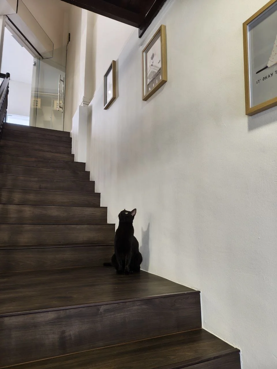 Kuro, the rescued cat who inspired our luxury cat hotel, inspecting the safe and engaging lobby environment.